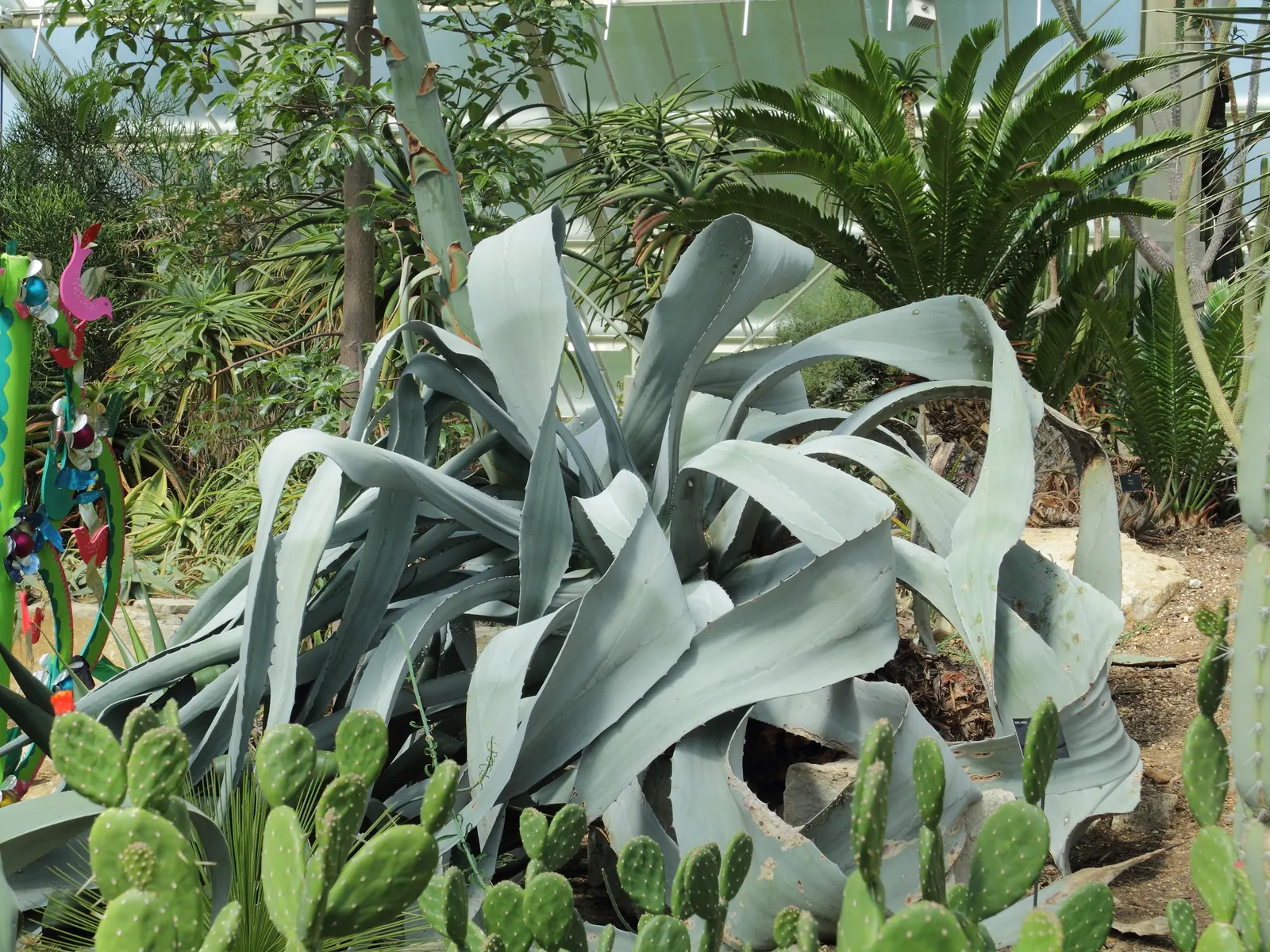 Fanzosin Agave (Agave Franzosinii) — forming an impressive rosette with a 10-foot span