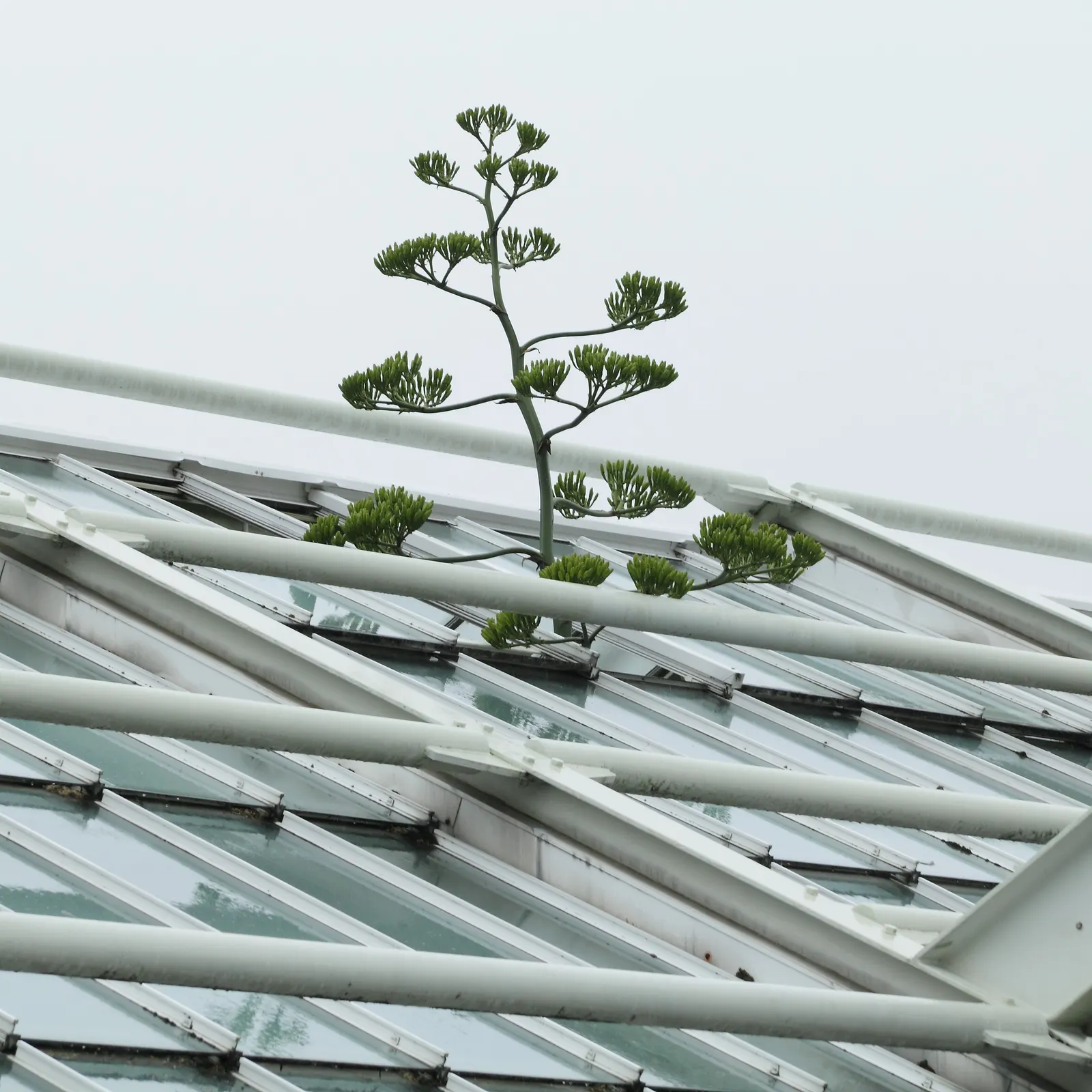 Fanzosin Agave (Agave Franzosinii) — commonly known as Fanzosin Agave