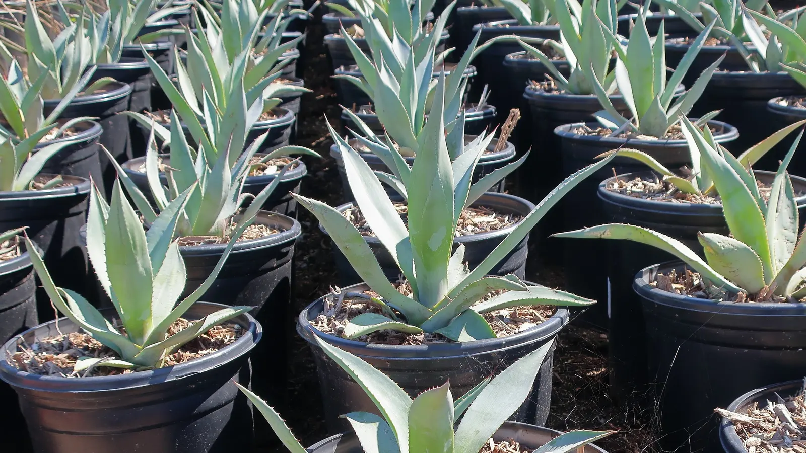 Fanzosin Agave (Agave Franzosinii) — powdery blue-gray leaves that can reach up to 6 feet in length