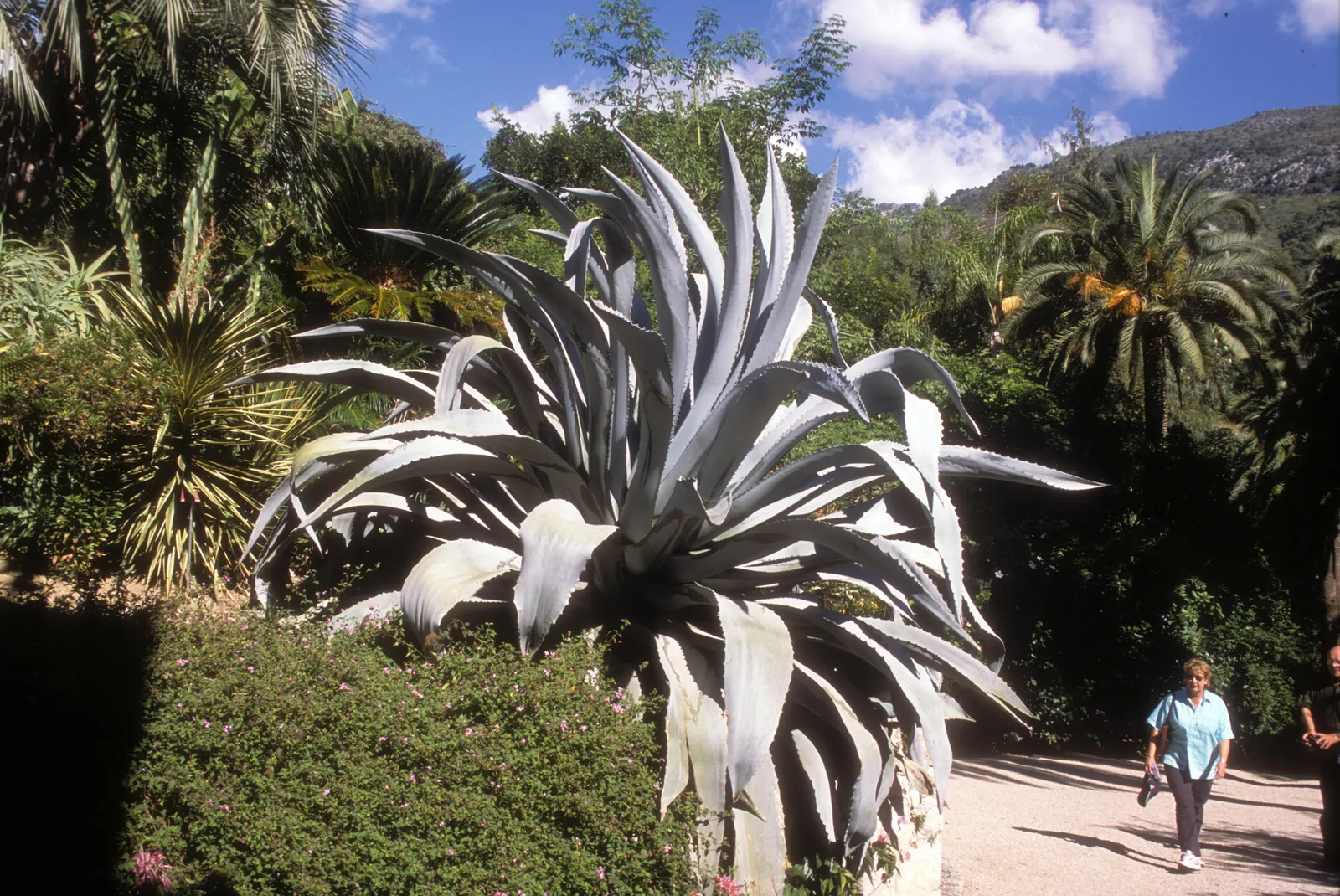 Fanzosin Agave (Agave Franzosinii) — is a majestic succulent featuring broad