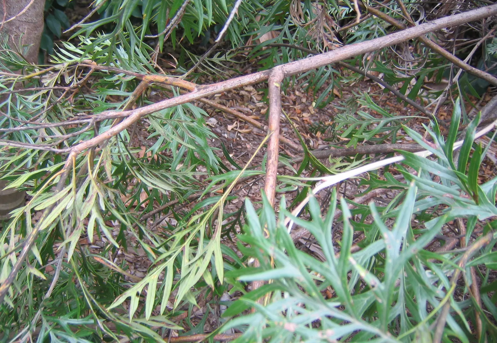Superb Grevillea (Grevillea 'Superb') — such as hummingbirds and bees