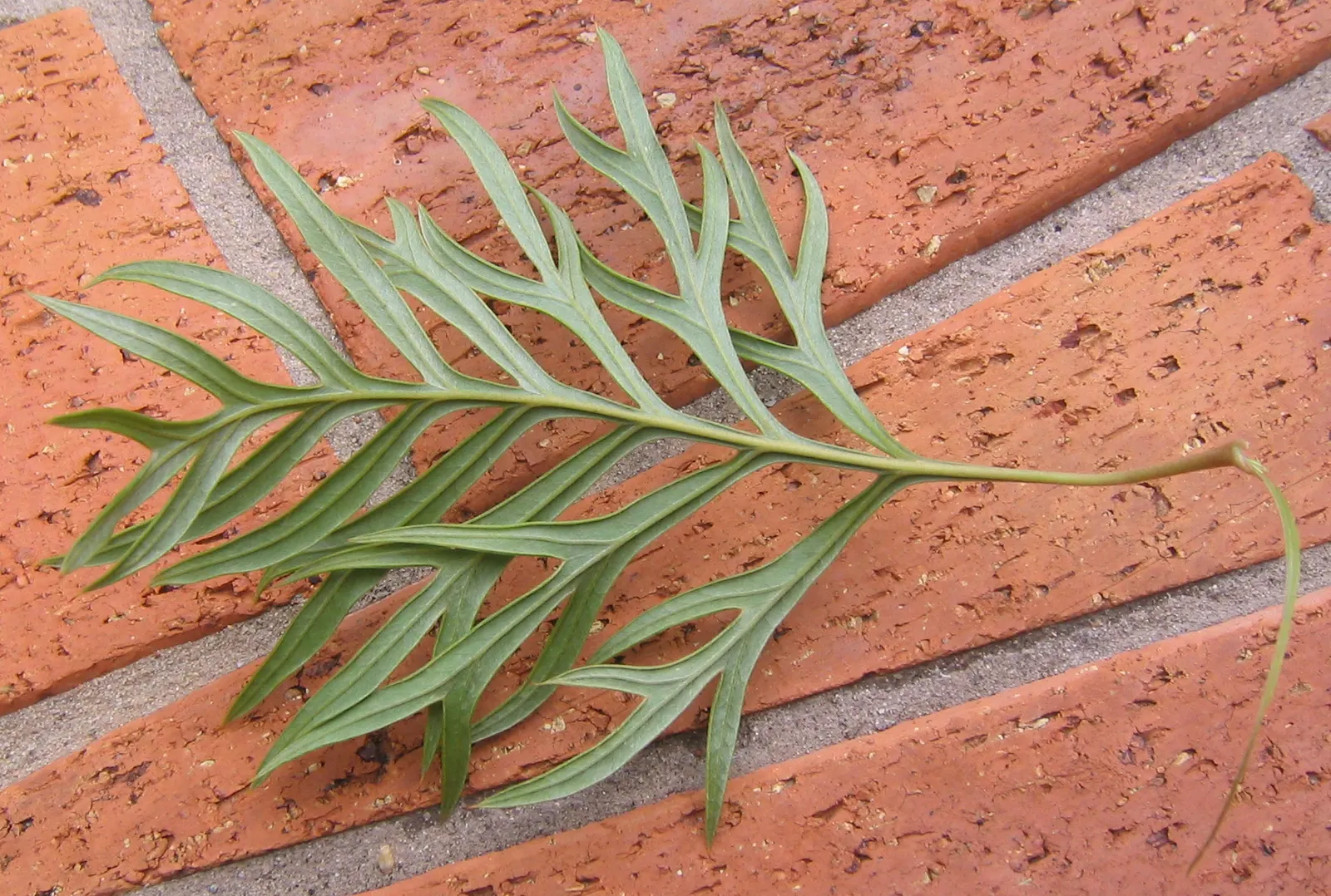Superb Grevillea (Grevillea 'Superb') — finely dissected leaves that are green with a silvery underside