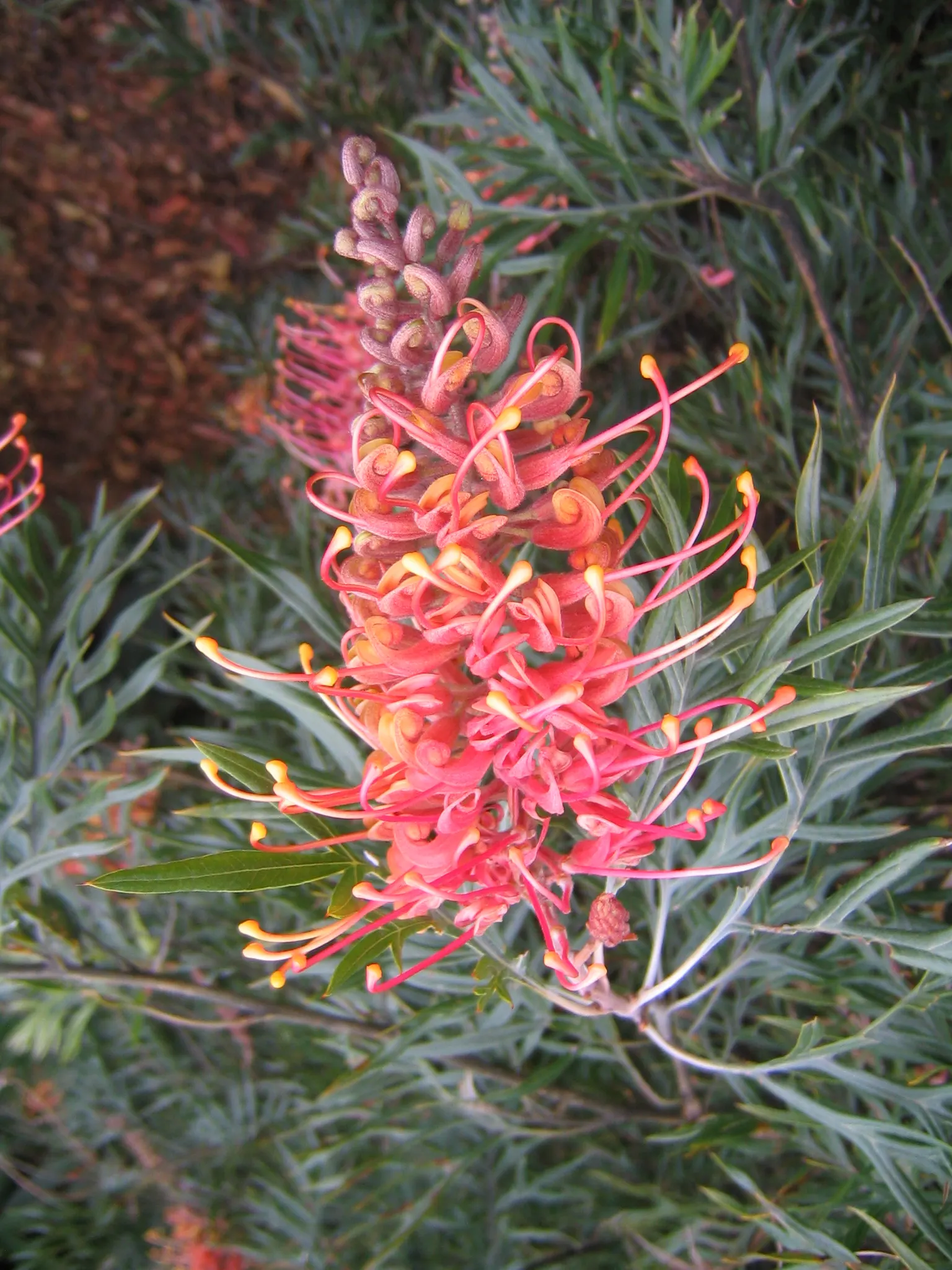 Superb Grevillea (Grevillea 'Superb') — prized for its year-round flowering ability and minimal maintenance requirements