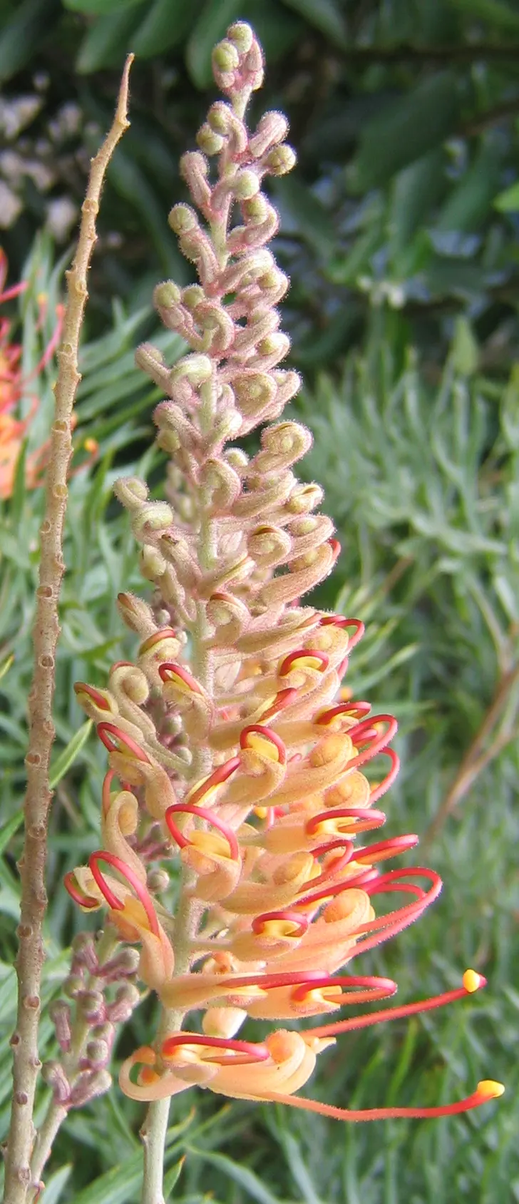 Superb Grevillea (Grevillea 'Superb') — attracting birds and butterflies