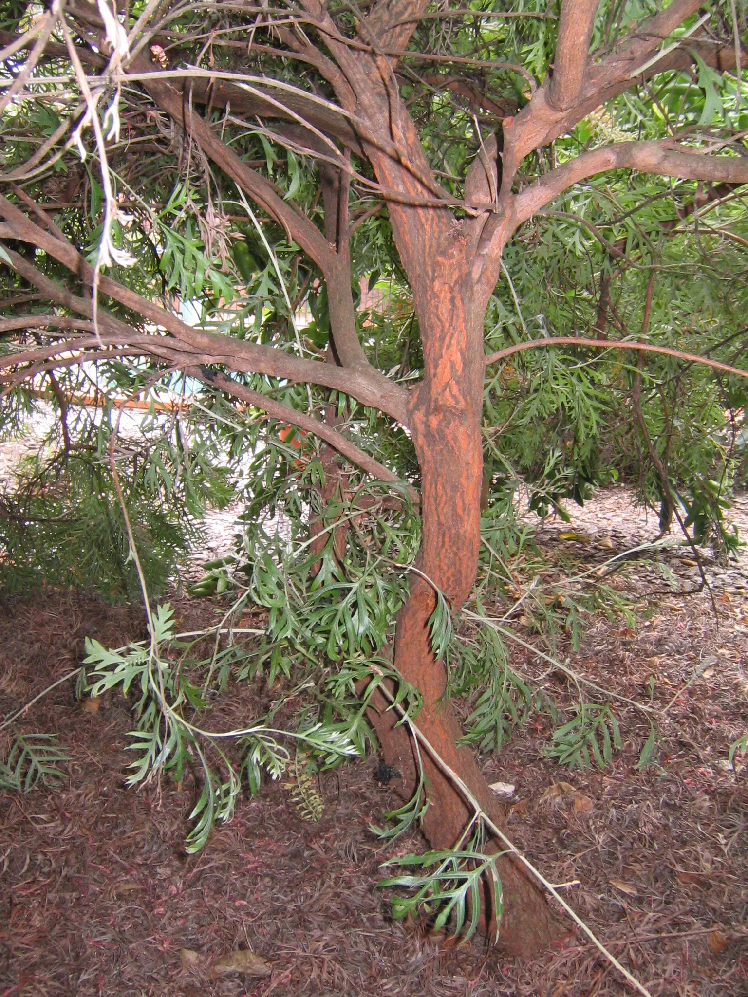 Superb Grevillea (Grevillea 'Superb') — These nectar-rich blooms emerge throughout the year