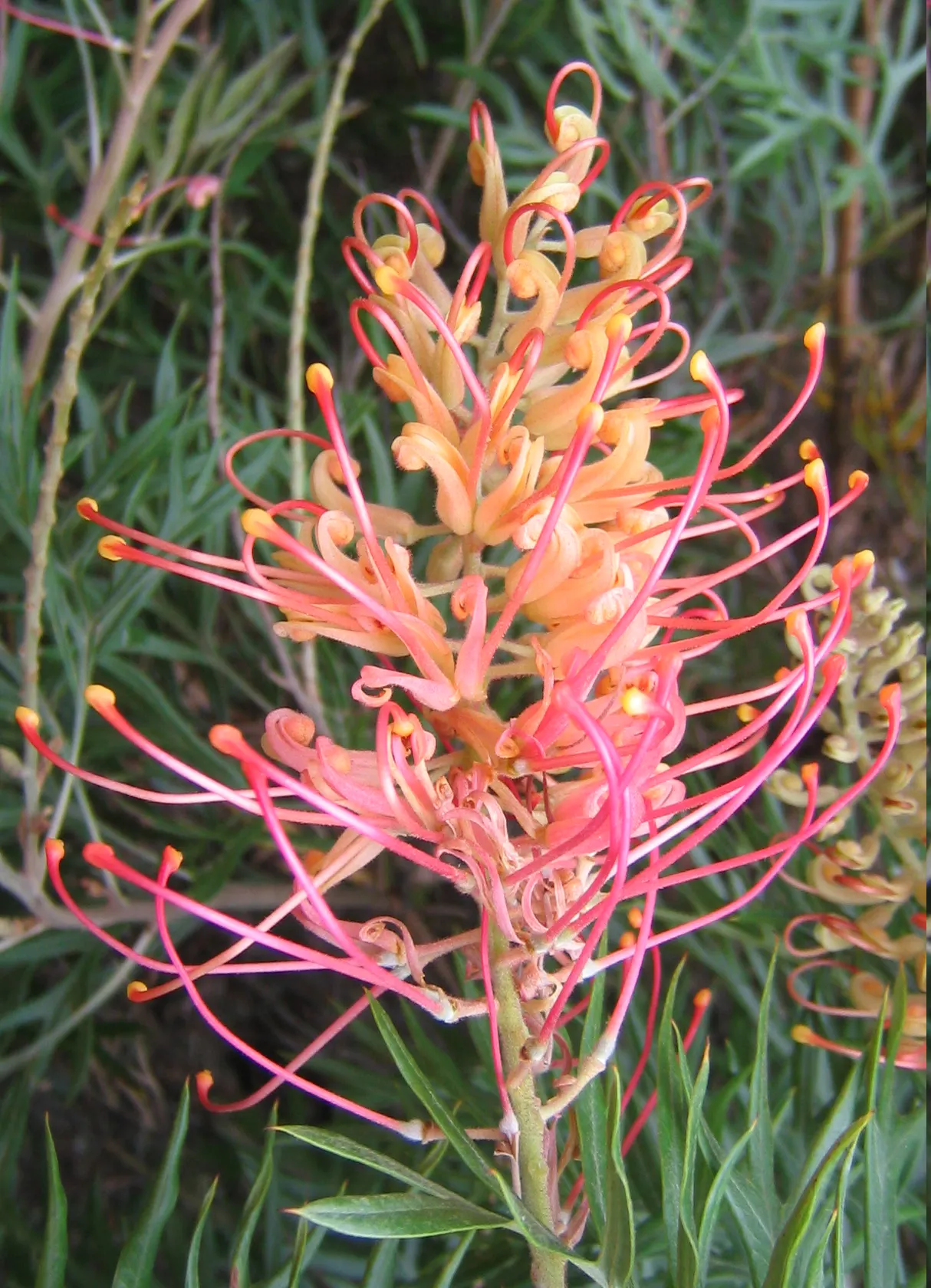 Superb Grevillea (Grevillea 'Superb') — Prune lightly post-flowering to promote dense growth