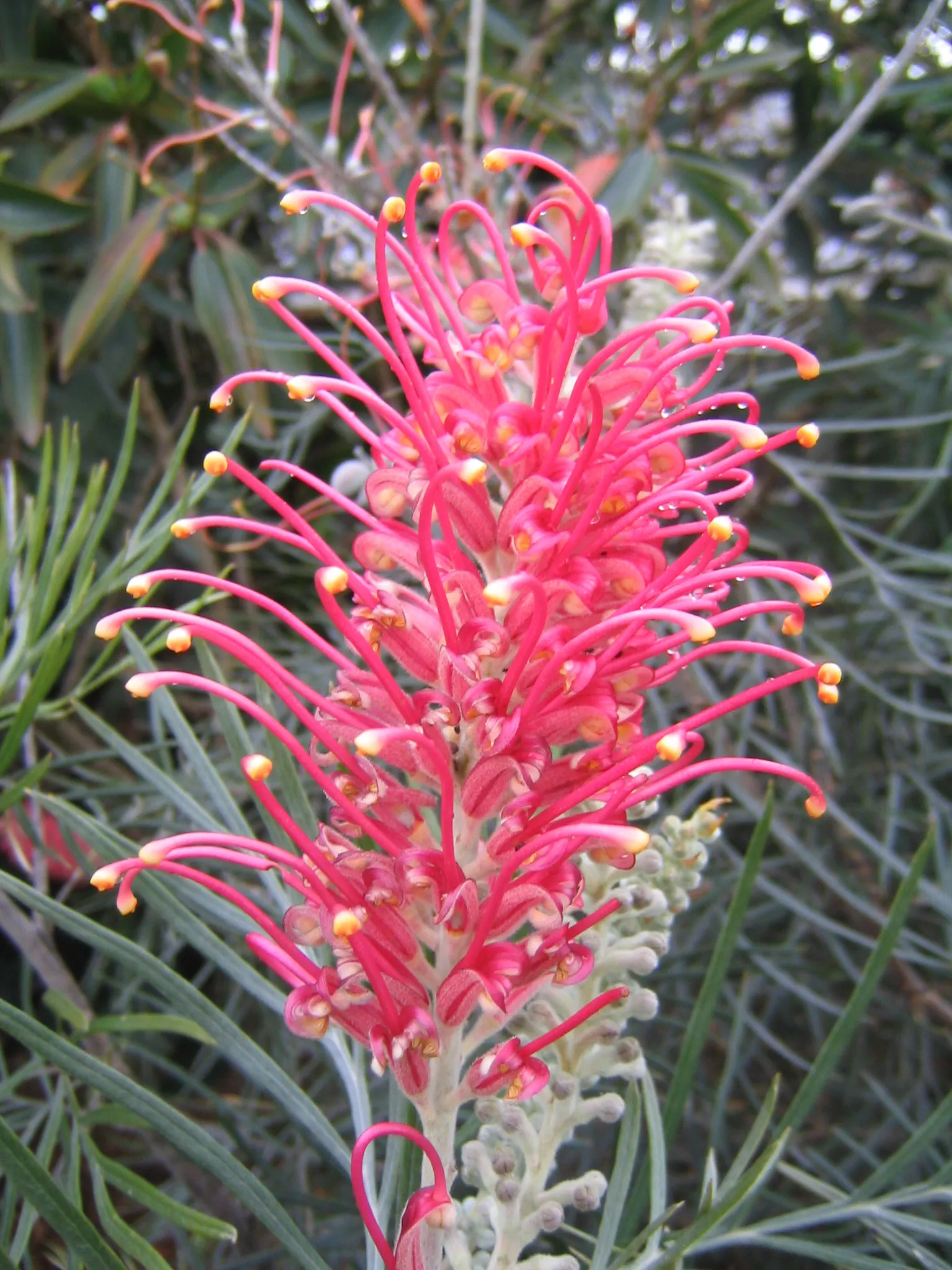 Superb Grevillea (Grevillea 'Superb') — making it an excellent choice for borders or visual interest in gardens