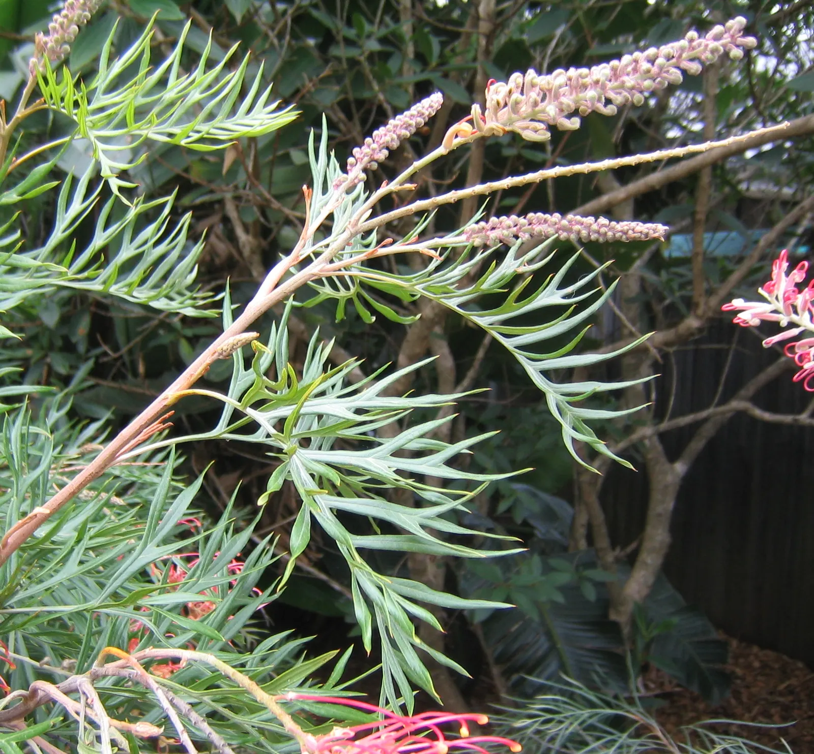 Superb Grevillea (Grevillea 'Superb') — providing consistent color and interest to the garden.<br><br>Foliage-wise