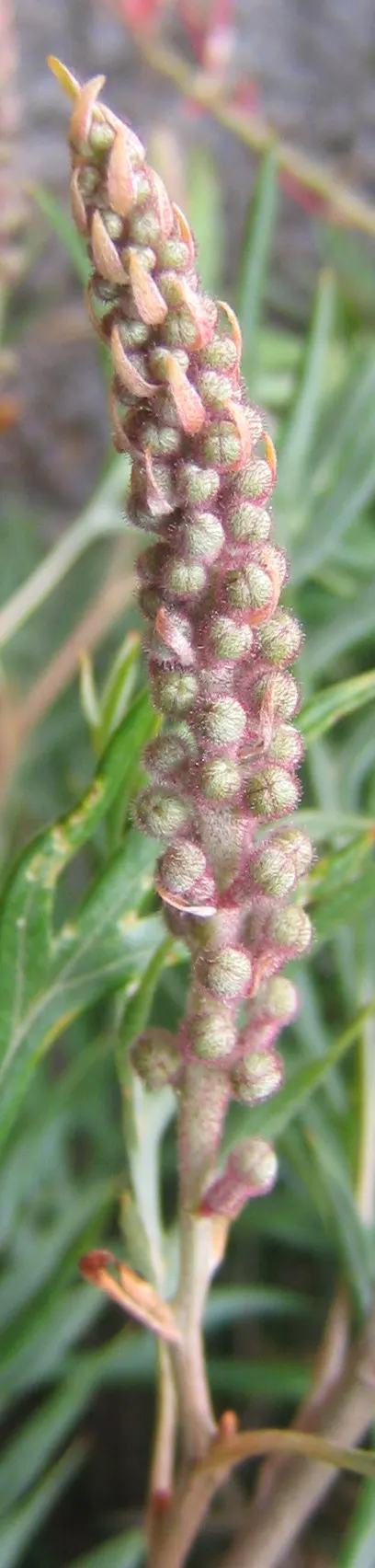 Superb Grevillea (Grevillea 'Superb') — The Grevillea 'Superb' is an evergreen shrub with vibrant orange-pink flowers