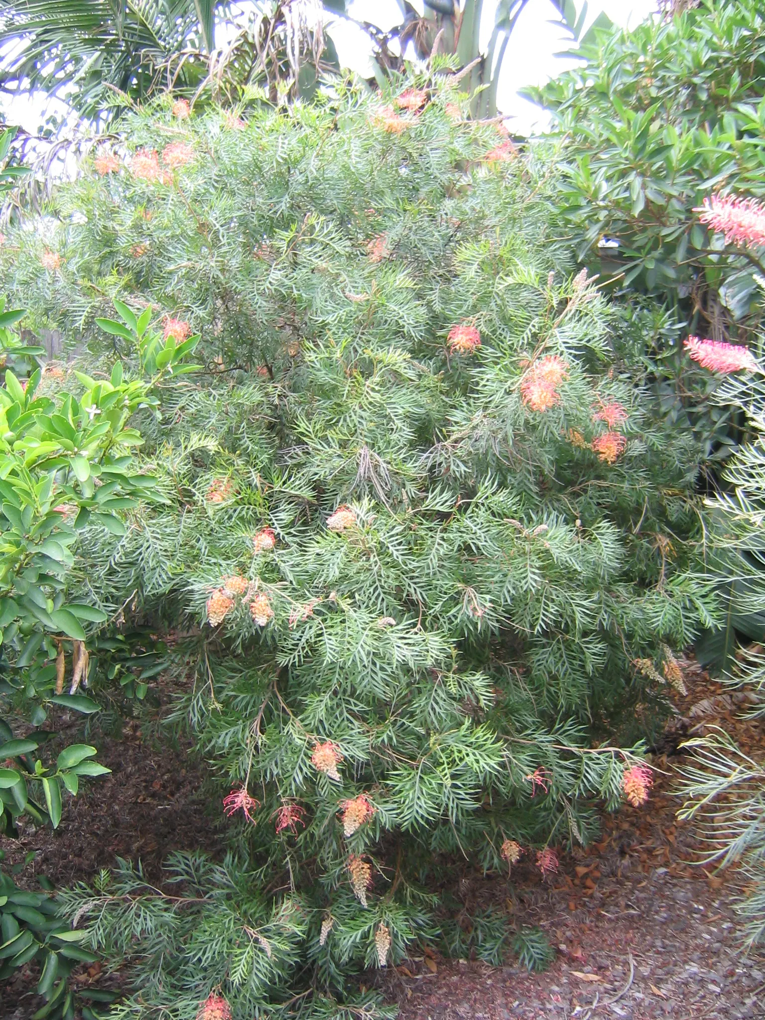 Superb Grevillea (Grevillea 'Superb') — with a peak in the spring and early summer