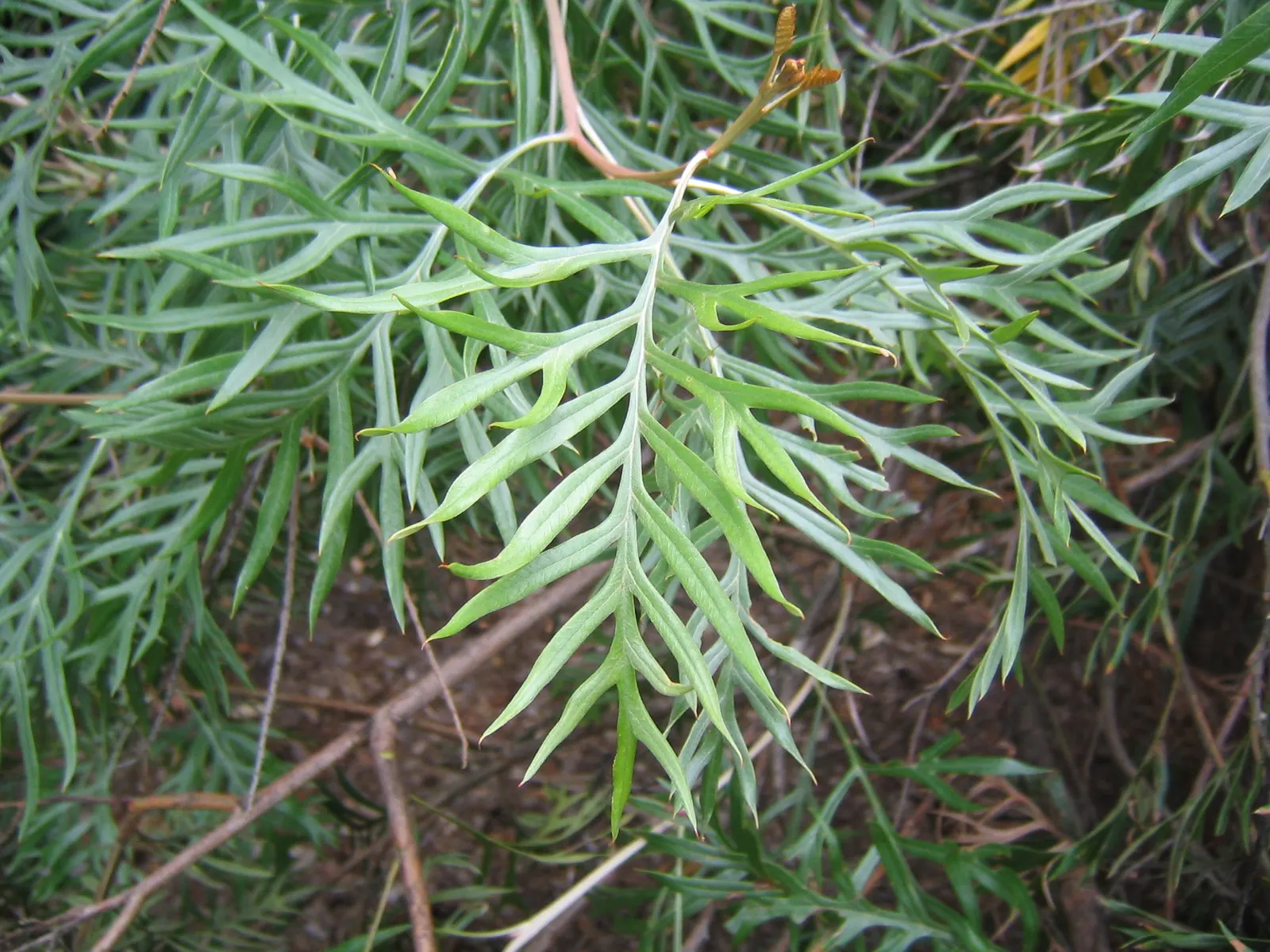 Superb Grevillea (Grevillea 'Superb') — adding an ecological benefit to its visual appeal