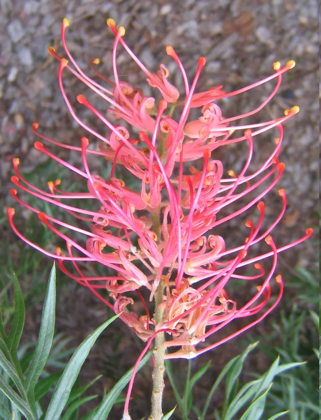 Superb Grevillea (Grevillea 'Superb') — Preferring well-drained soil, it's drought-resistant once established and requires full sun to partial shade