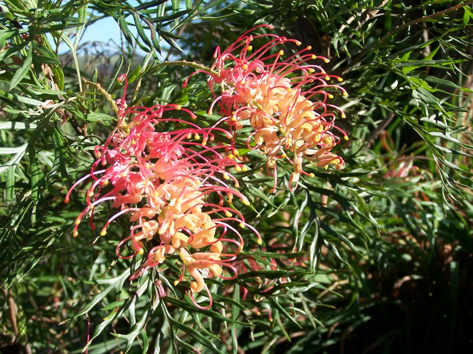 Superb Grevillea (Grevillea 'Superb') — The Grevillea 'Superb' is a vibrant and versatile shrub