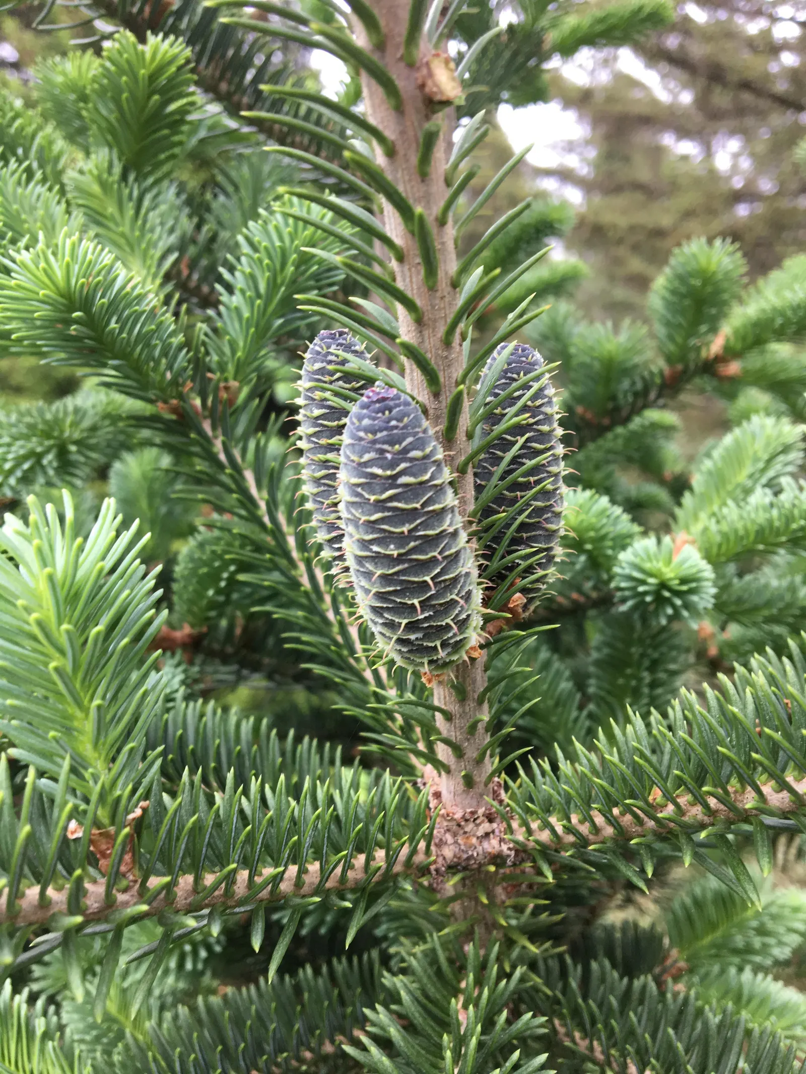 Balsam Fir (Abies Balsamea) — measuring around 0.75 to 1.5 inches long