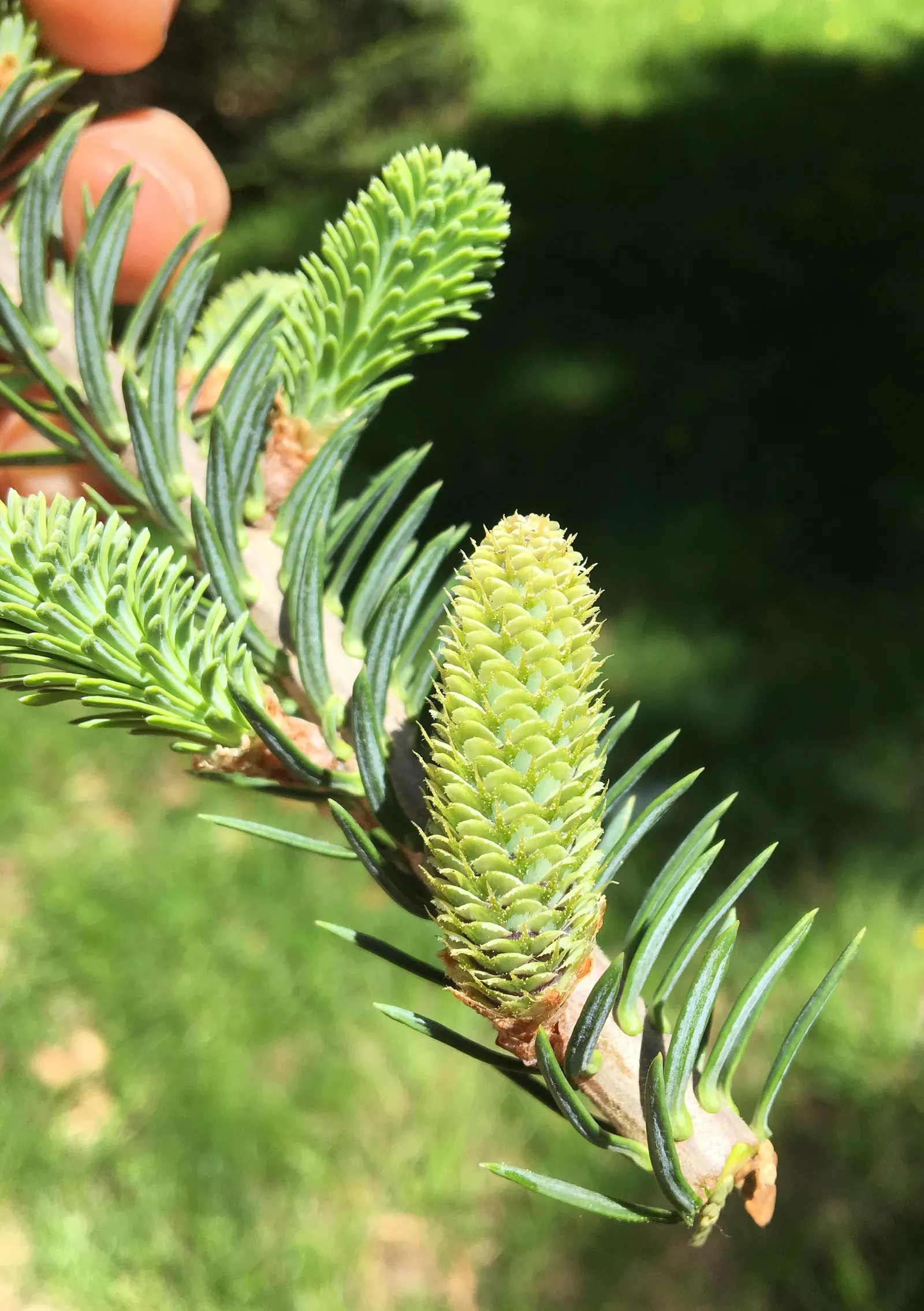 Balsam Fir (Abies Balsamea) — Balsam Fir prefers slightly acidic; keep in mind, saplings and young trees may need protection from harsh winds and heavy