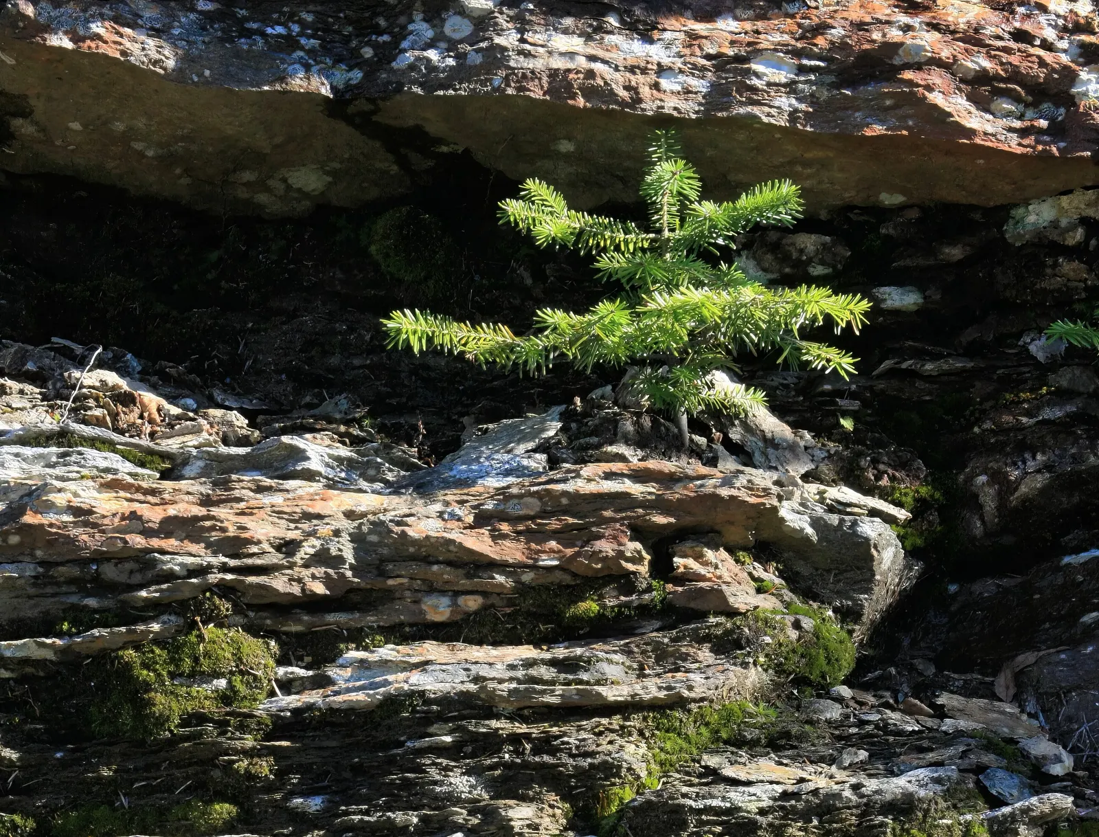 Balsam Fir (Abies Balsamea) — with two white bands on the underside