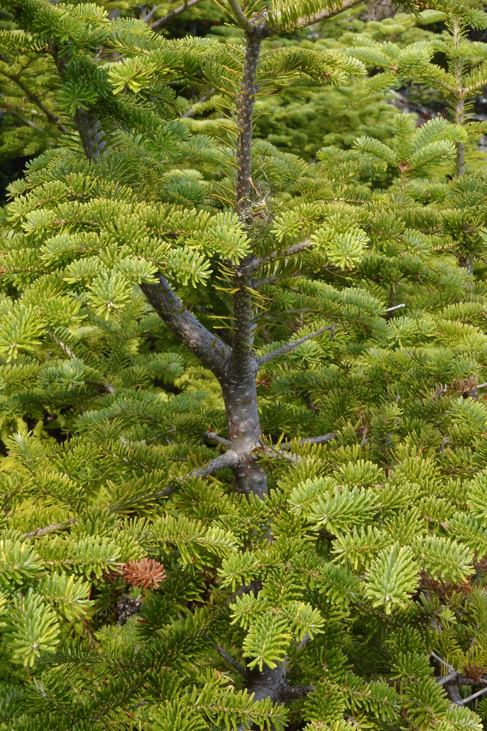 Balsam Fir (Abies Balsamea) — Balsam Fir prefers slightly acidic
