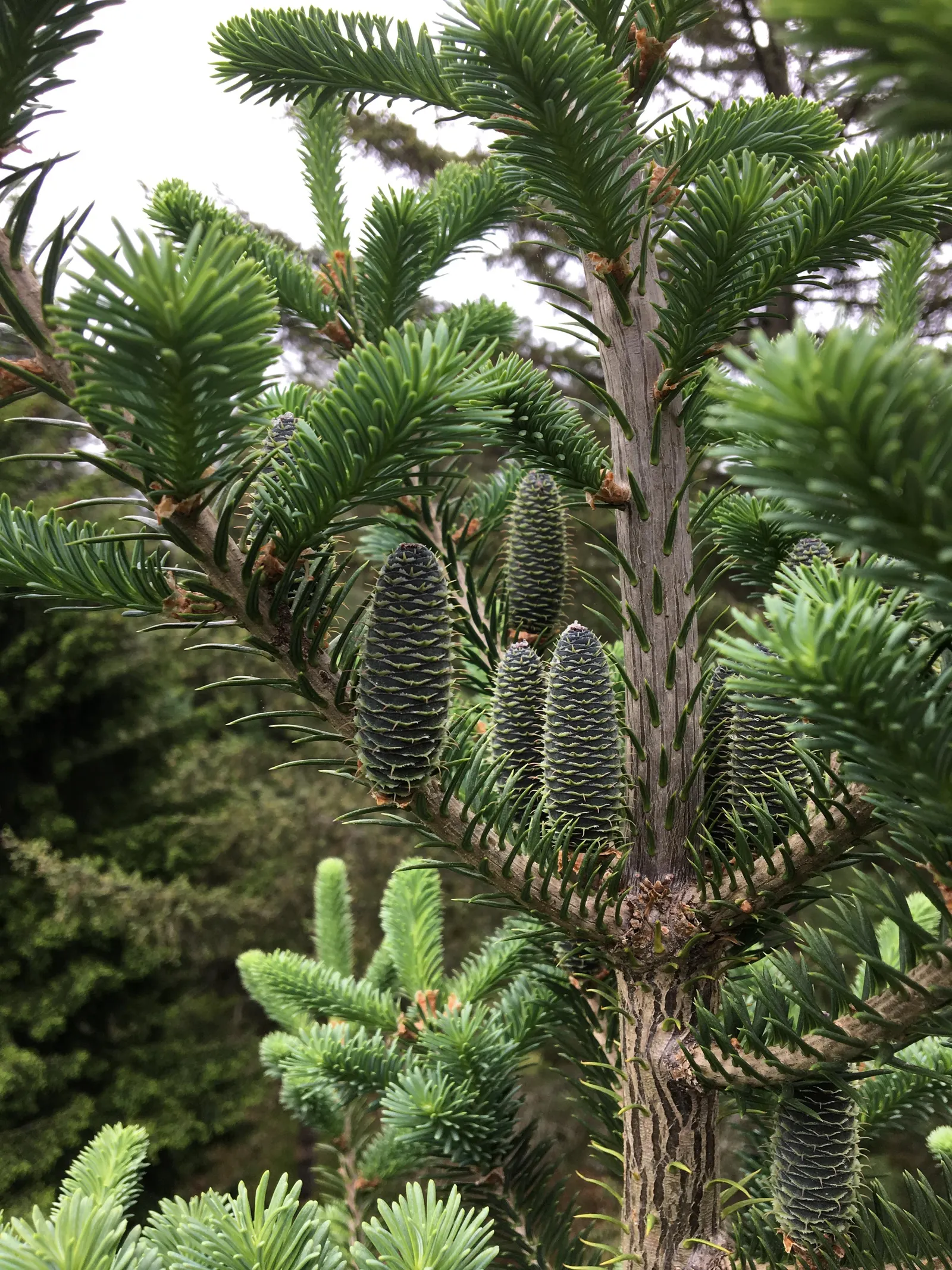 Balsam Fir (Abies Balsamea) — conifer / tree for full or half