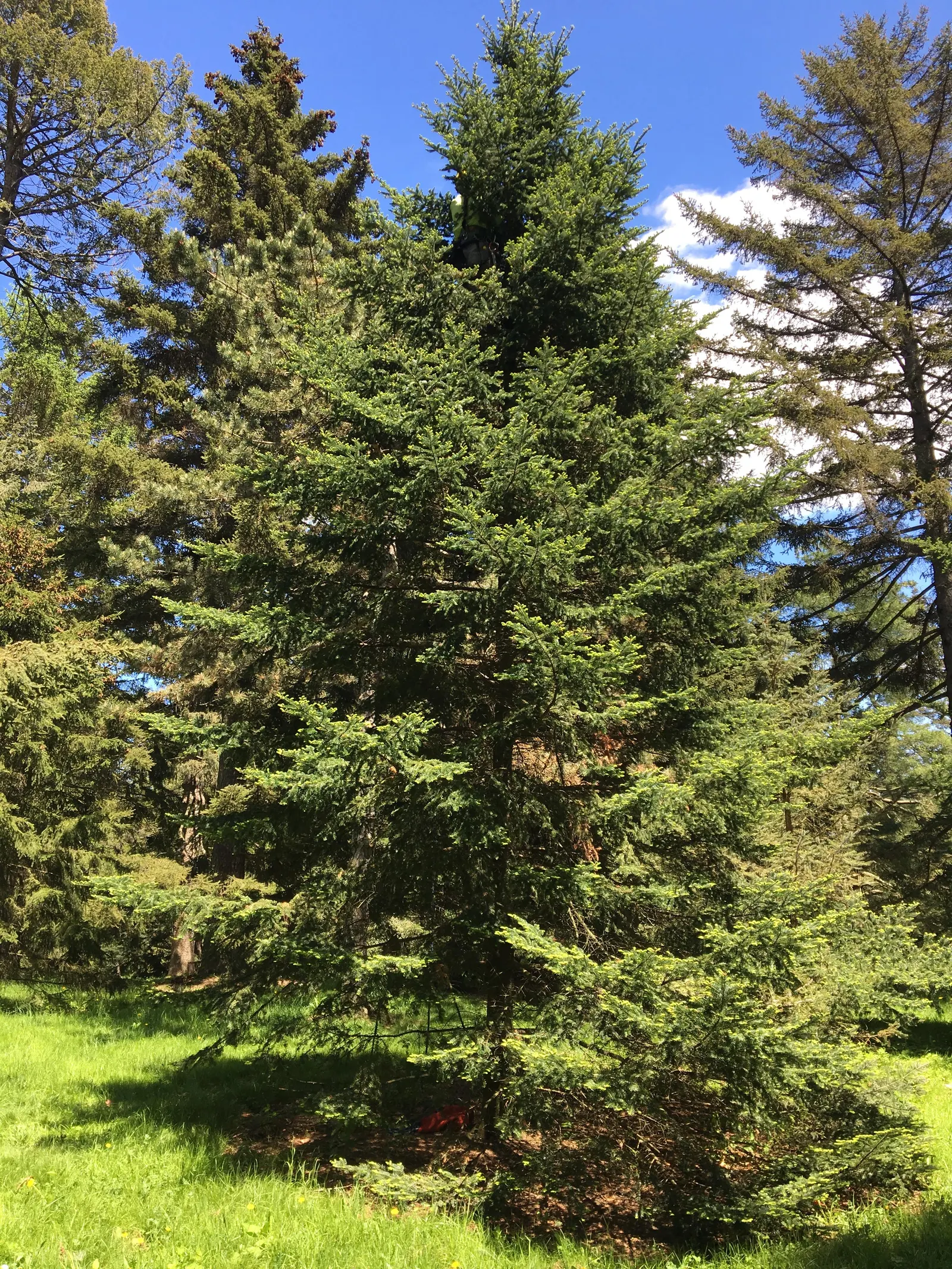 Balsam Fir (Abies Balsamea) — resin-filled blisters on the bark; prized for its conical shape and dense, image 55