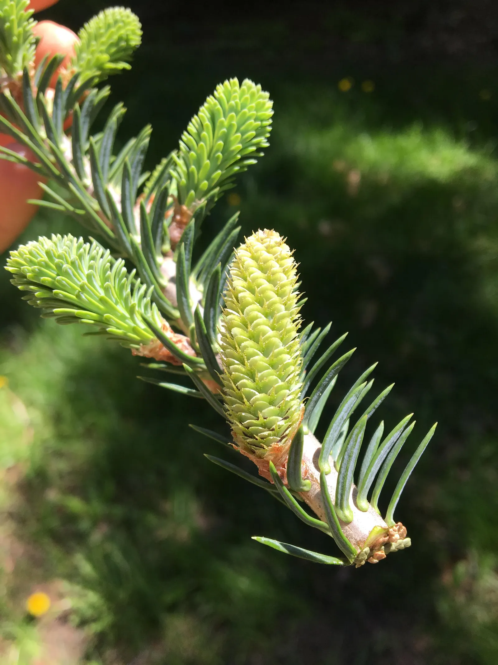 Balsam Fir (Abies Balsamea) — Renowned for its fragrant; it is low-maintenance but should be monitored for common pests like spruce budworm and, image 47