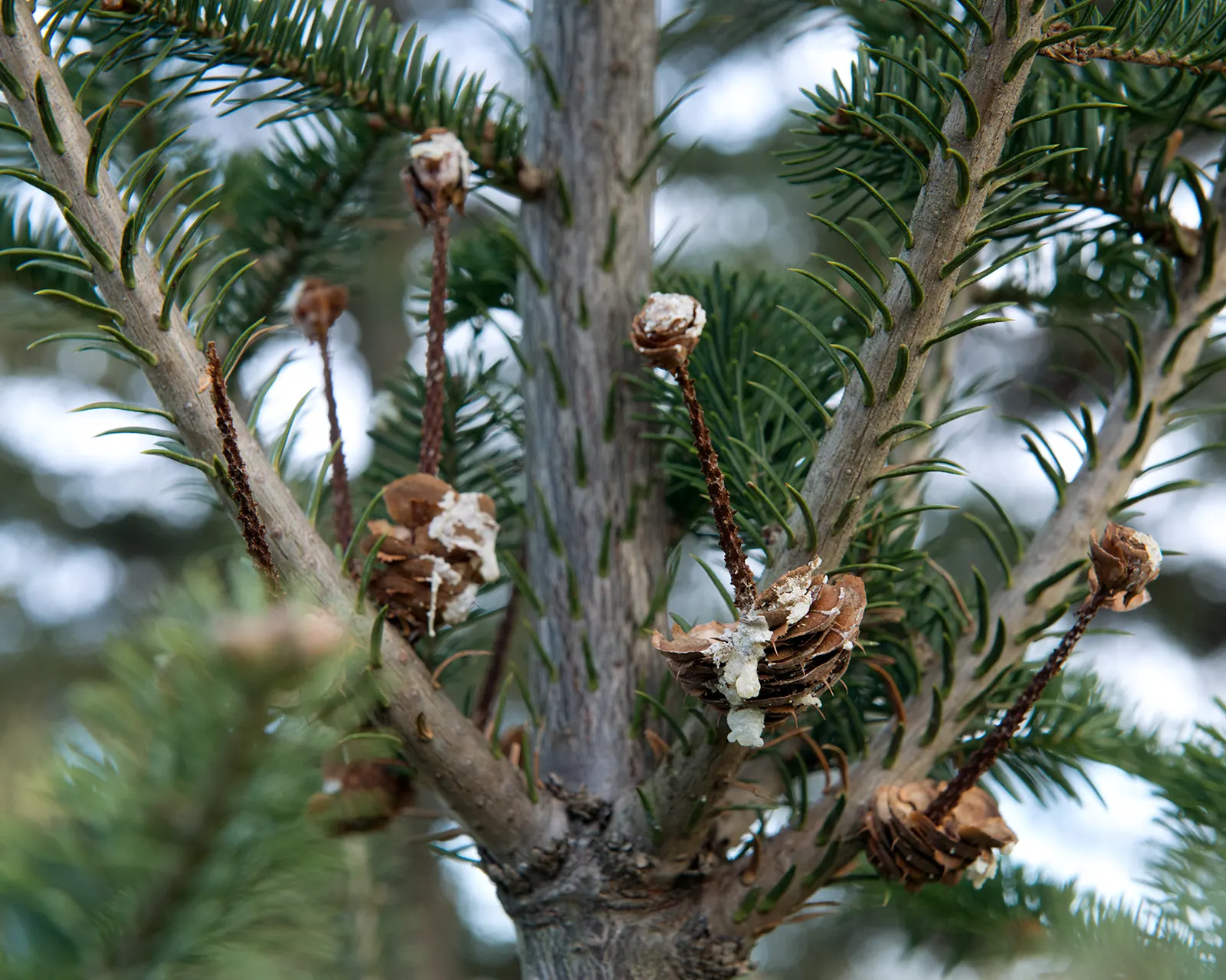 Balsam Fir (Abies Balsamea) — which exude a pleasant balsam scent when punctured