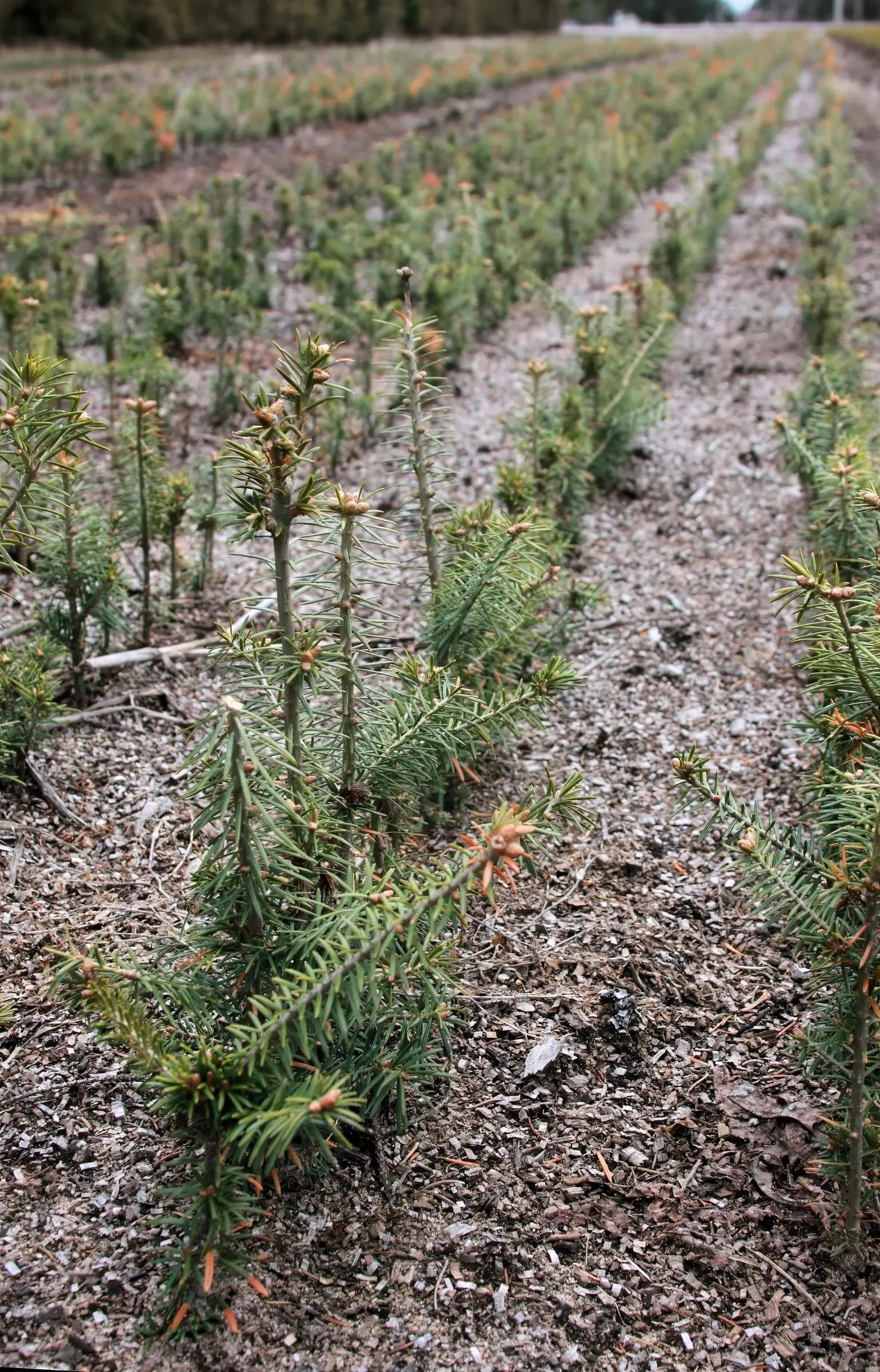 Balsam Fir (Abies Balsamea) — well-drained soil and will thrive in full sun to partial shade