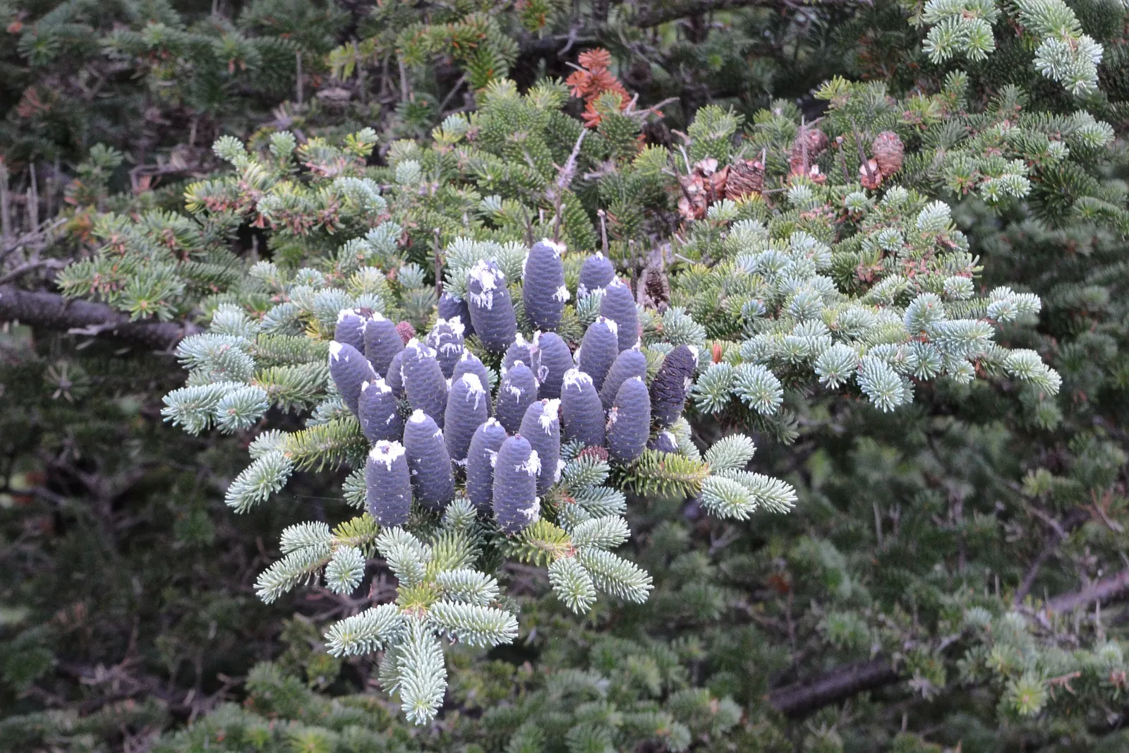 Balsam Fir (Abies Balsamea) — prized for its conical shape and dense; incorporating this majestic tree into your design can provide elegant vertical accents