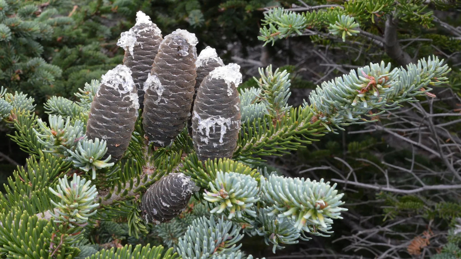 Balsam Fir (Abies Balsamea) — is an evergreen conifer native to North America; reaching up to 50-75 feet tall and 20-25 feet wide
