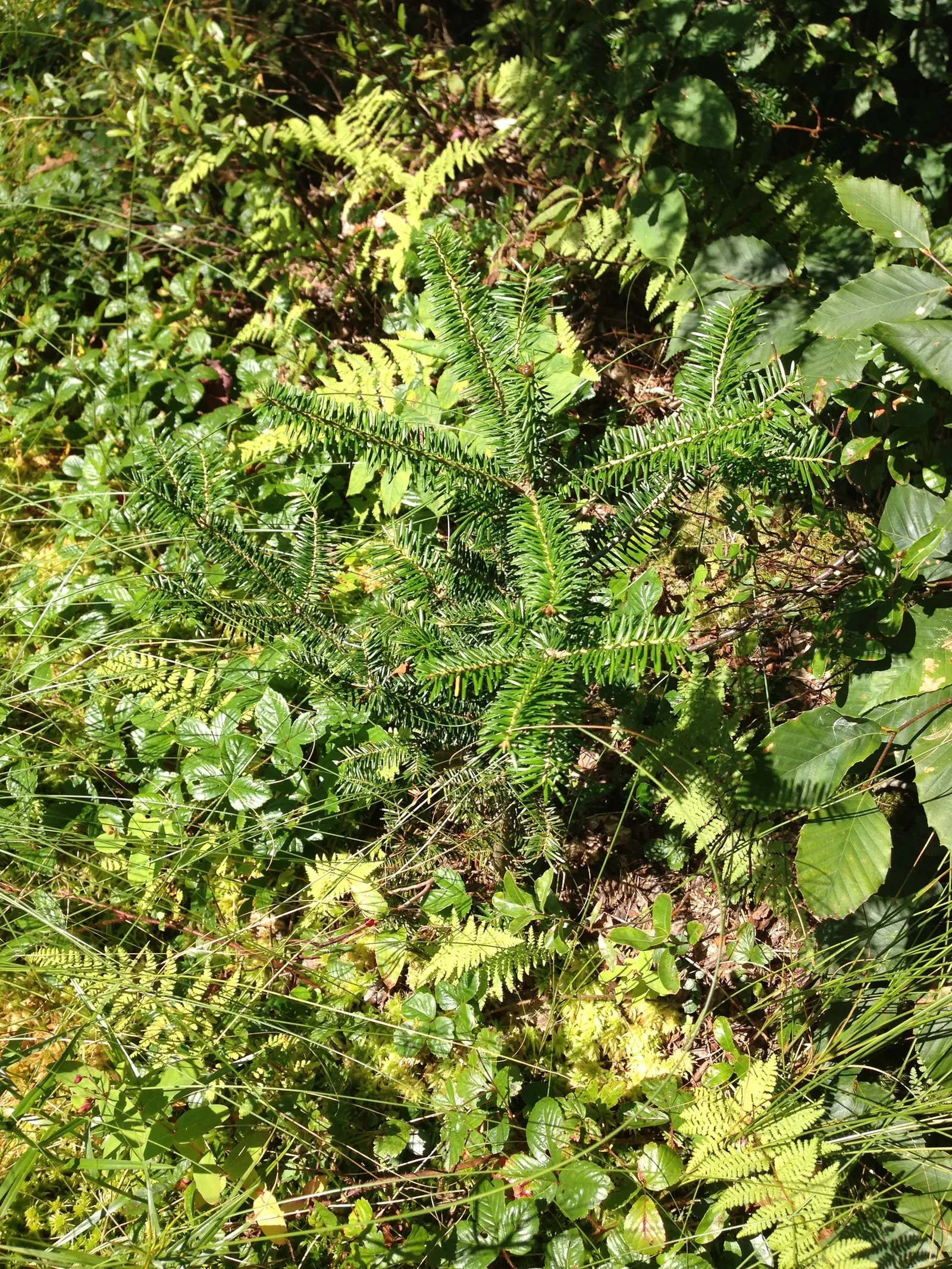 Balsam Fir (Abies Balsamea) — this coniferous tree yields resin-filled blisters on its bark and upright cones; typically reaching heights of 45 to, image 49