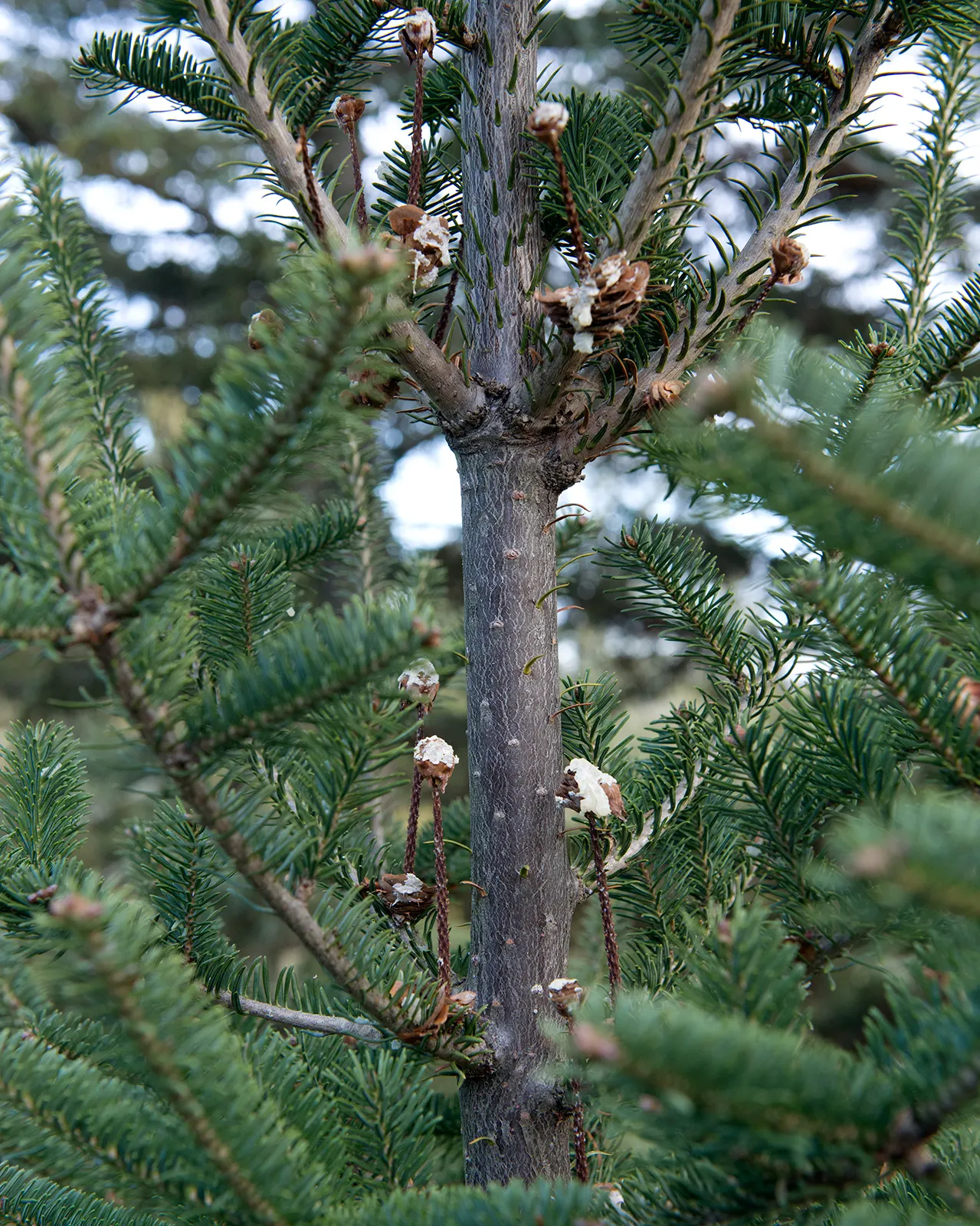 Balsam Fir (Abies Balsamea) — Typically reaching heights of 45 to 75 feet with a spread of about 20 to 25 feet; the Balsam Fir (Abies balsamea) is a North