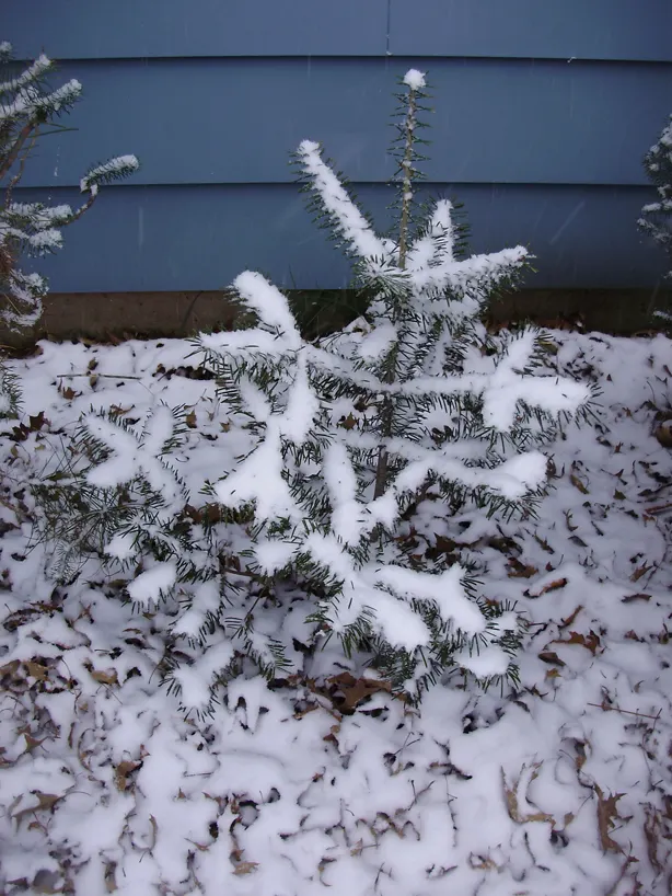Balsam Fir (Abies Balsamea) — Additionally, its adaptability to cold climates makes it a robust addition for northern landscapes; this coniferous tree yields