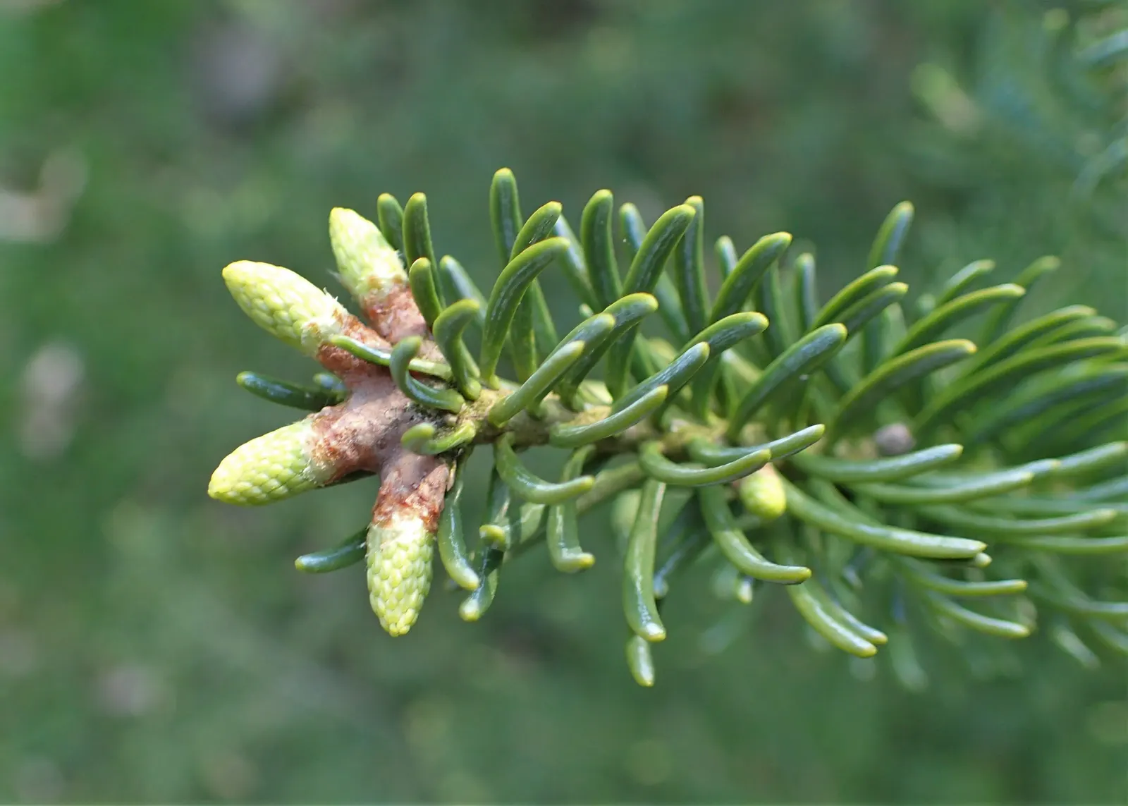 Balsam Fir (Abies Balsamea) — Ideal for cold climates, it thrives in USDA zones 3-6 and prefers moist, slightly acidic soil