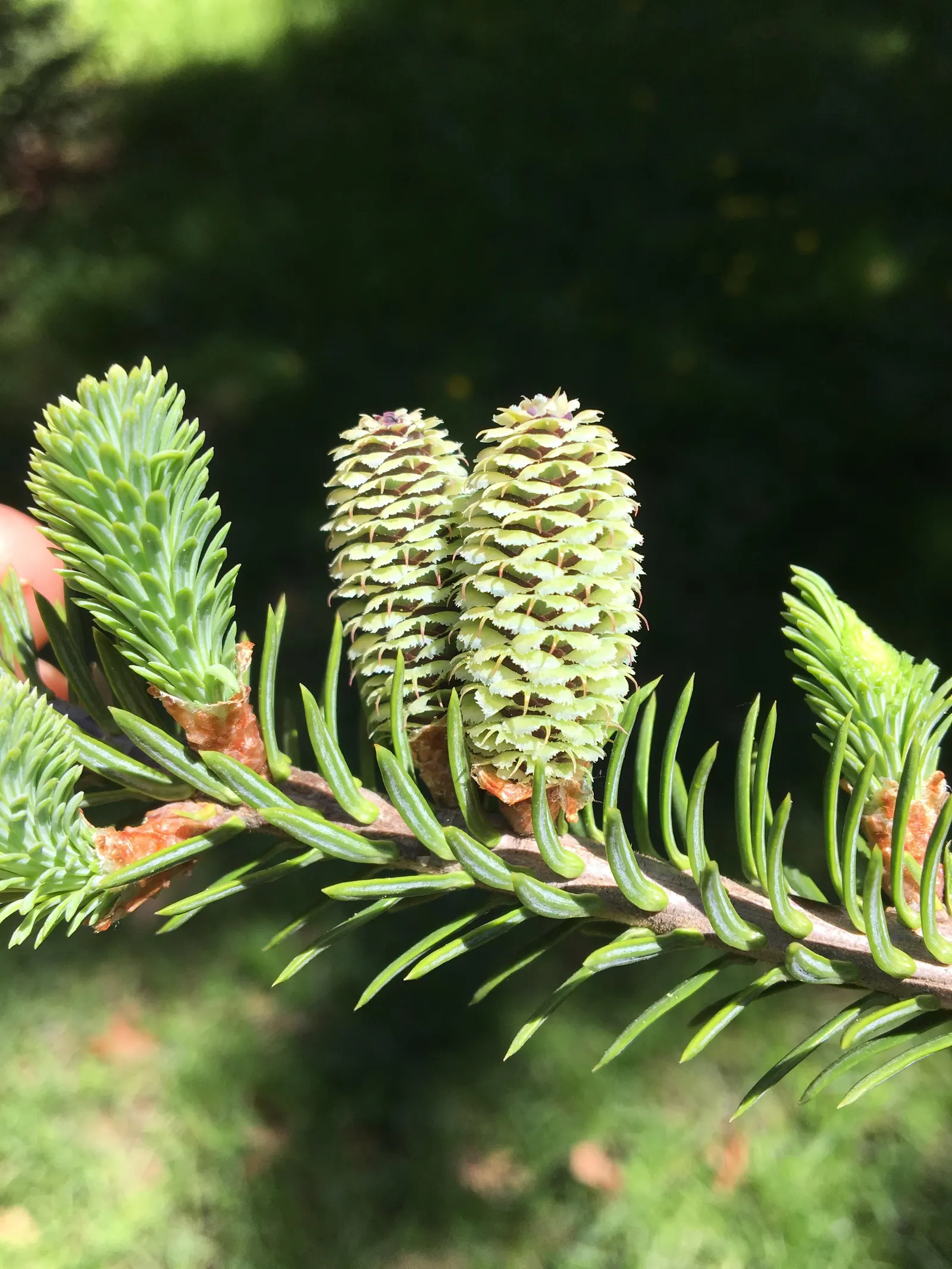 Balsam Fir (Abies Balsamea) — The needles are generally 0.5 to 1.5 inches long