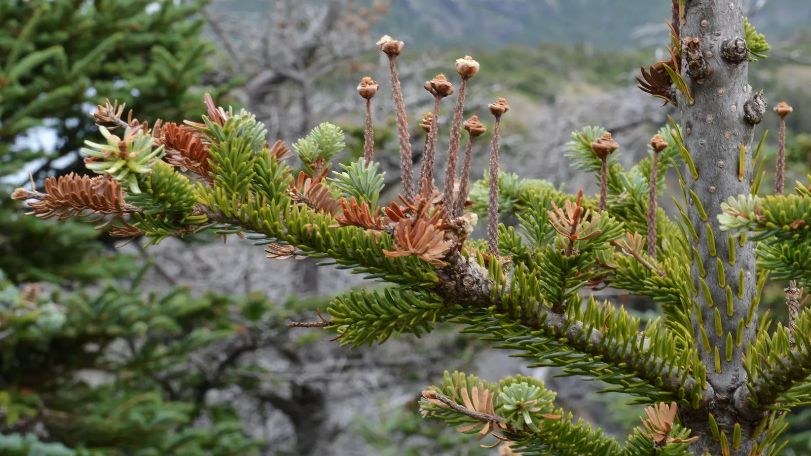Balsam Fir (Abies Balsamea) — incorporating this majestic tree into your design can provide elegant vertical accents and year-round interest