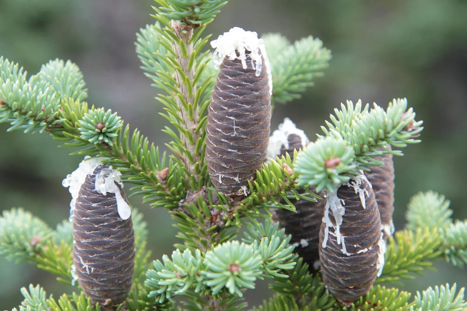 Balsam Fir (Abies Balsamea) — well-drained soil and will thrive in full sun to partial shade; ideal for cold climates, it thrives in USDA zones 3-6 and prefers