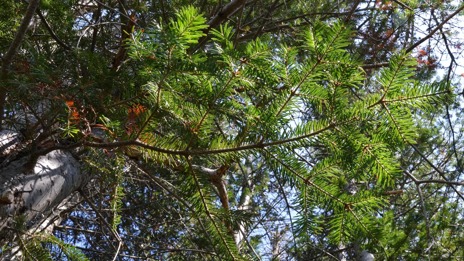 Balsam Fir (Abies Balsamea) — The needles are generally 0.5 to 1.5 inches long; conifer / tree for full or half, image 57
