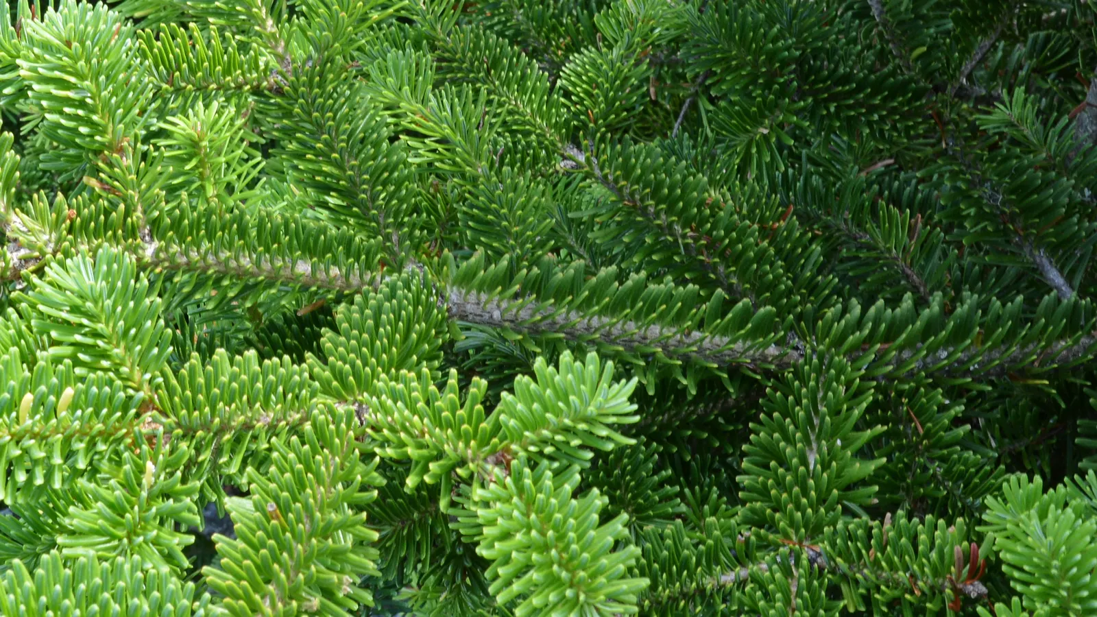 Balsam Fir (Abies Balsamea) — reaching up to 50-75 feet tall and 20-25 feet wide