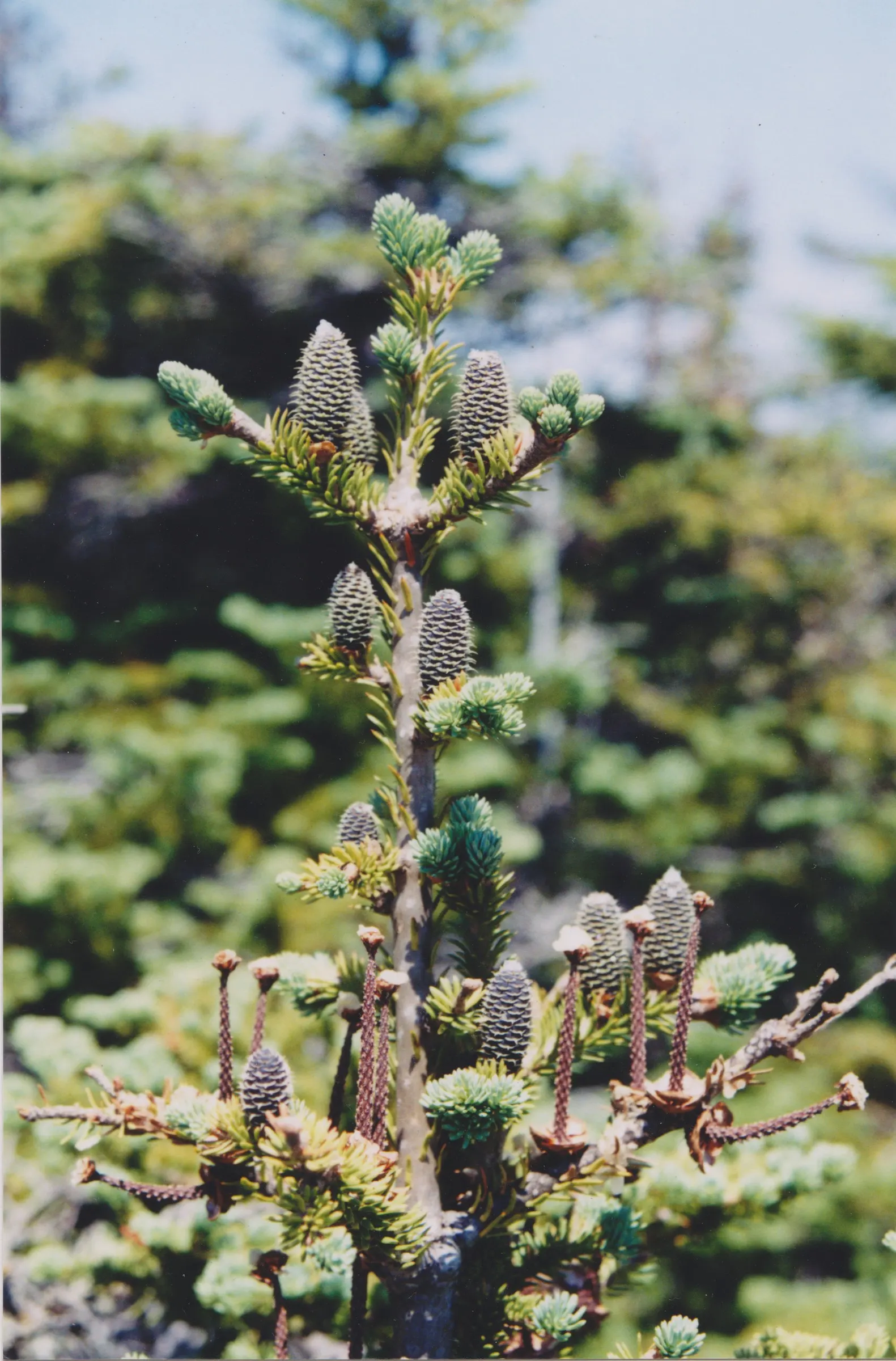 Balsam Fir (Abies Balsamea) — The Balsam Fir (Abies balsamea) is a North American native evergreen with a classic pyramidal shape; measuring around 0.75 to 1.5