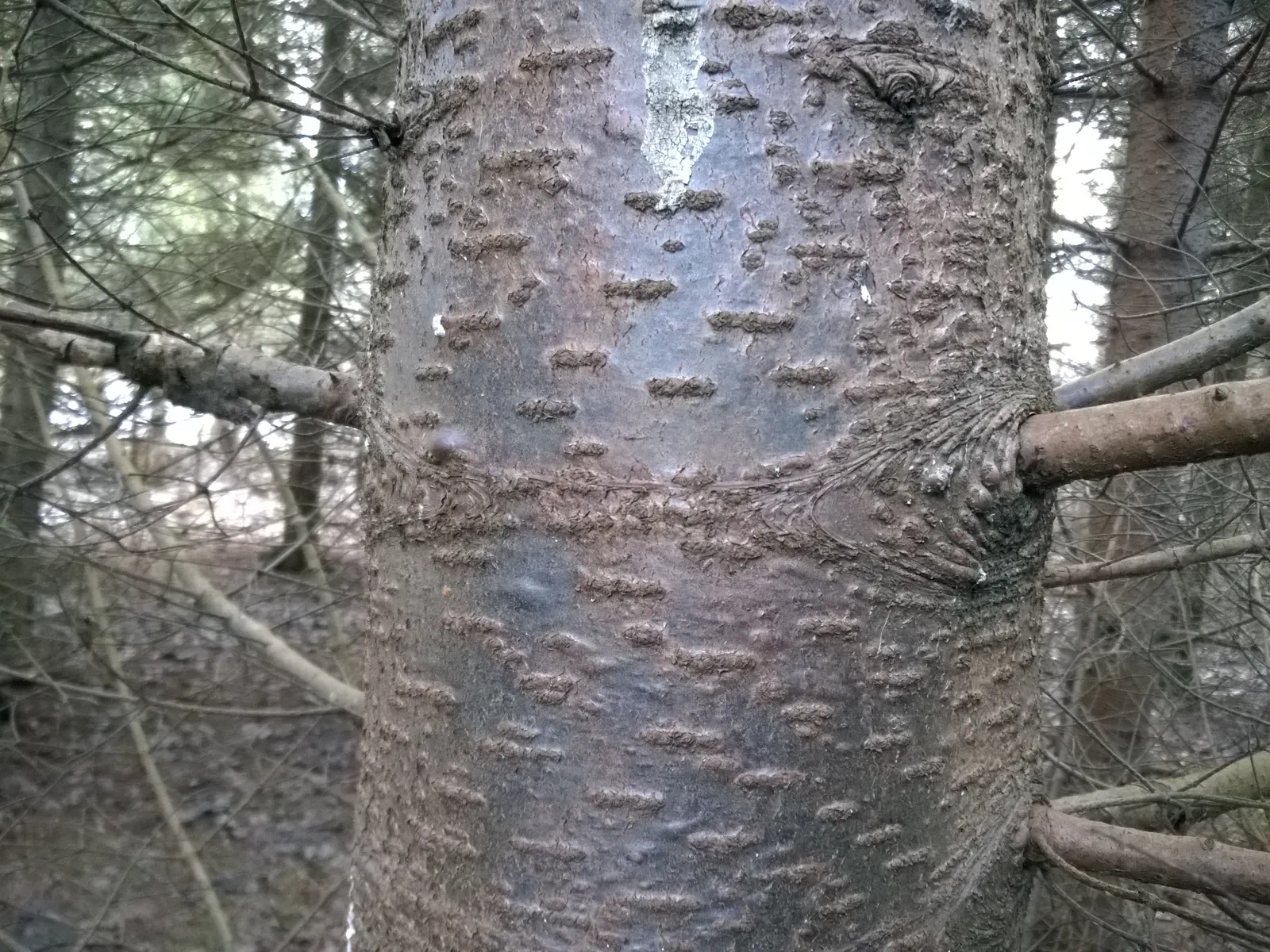 Balsam Fir (Abies Balsamea) — silvery appearance when stirred by the breeze.<br><br>For proper growth