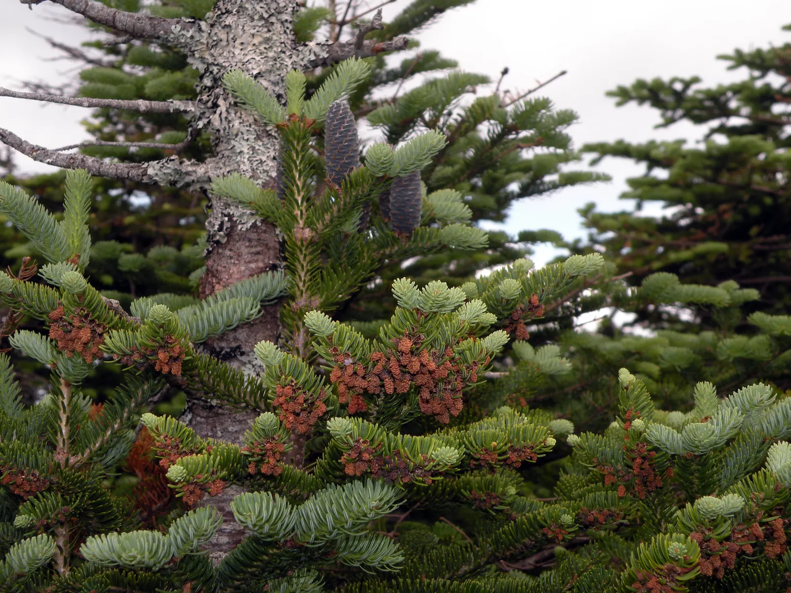 Balsam Fir (Abies Balsamea) — with two white bands on the underside; is an evergreen conifer native to North America, image 58