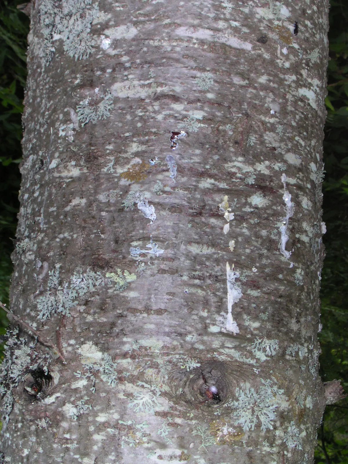Balsam Fir (Abies Balsamea) — Renowned for its fragrant