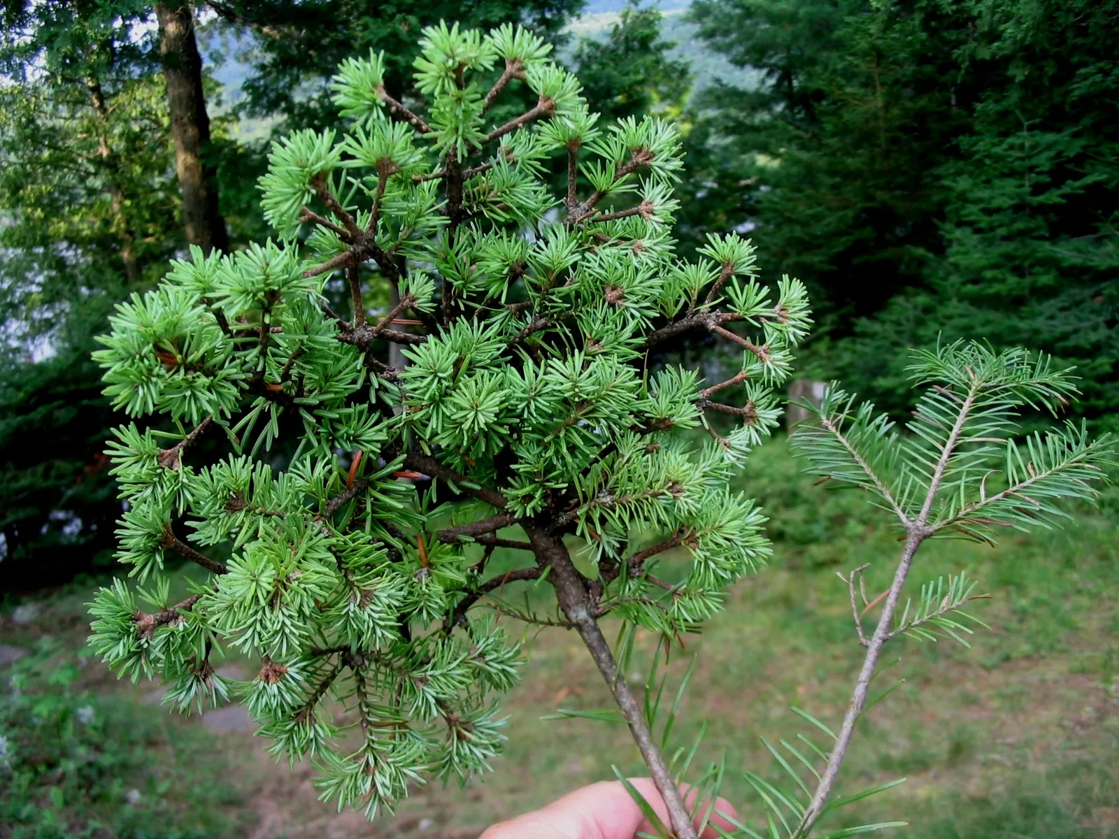 Balsam Fir (Abies Balsamea) — is an evergreen conifer native to North America