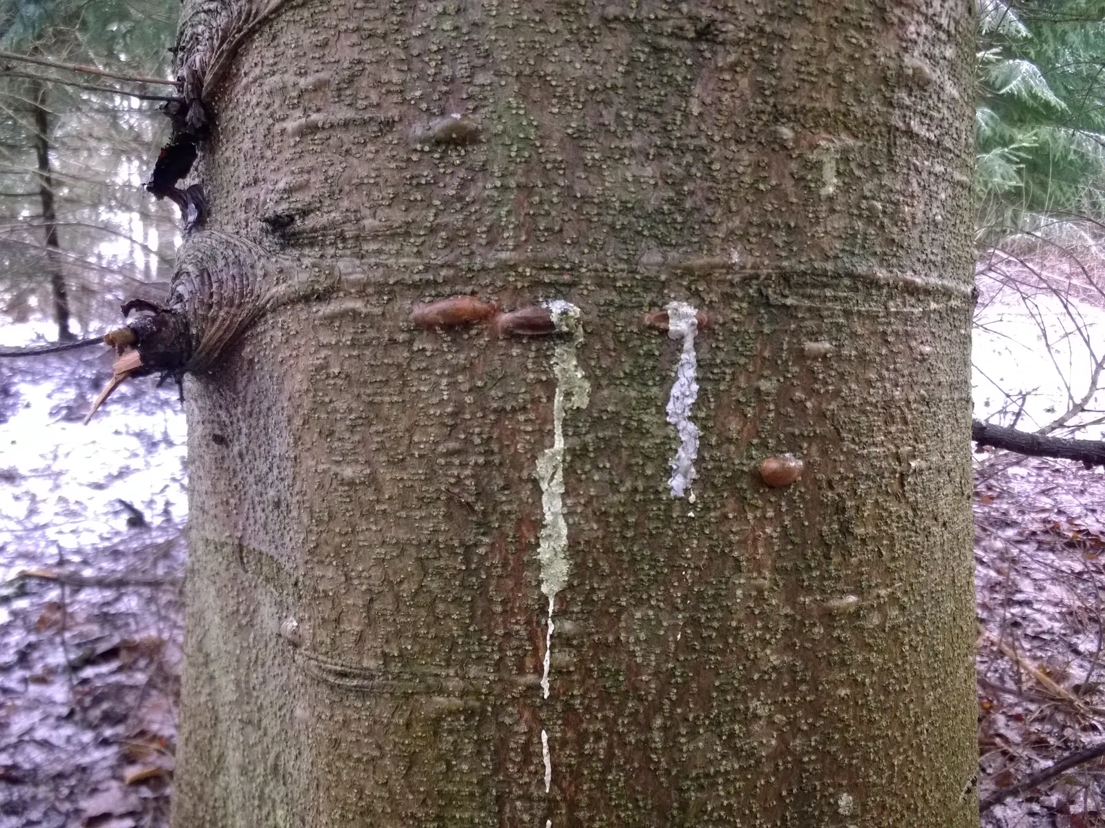 Balsam Fir (Abies Balsamea) — resin-filled blisters on the bark