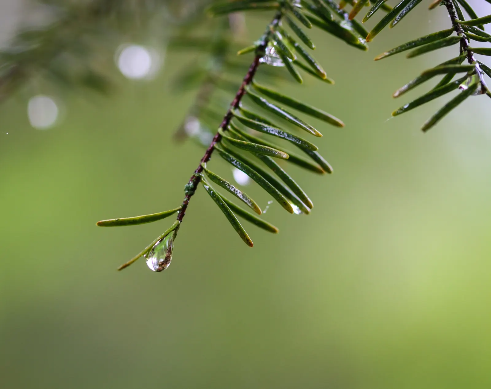 Balsam Fir (Abies Balsamea) — silvery appearance when stirred by the breeze.<br><br>For proper growth; with two white bands on the underside, image 59