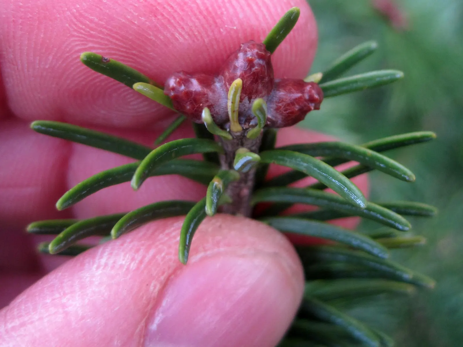 Balsam Fir (Abies Balsamea) — Balsam Fir prefers slightly acidic; keep in mind, saplings and young trees may need protection from harsh winds and, image 60