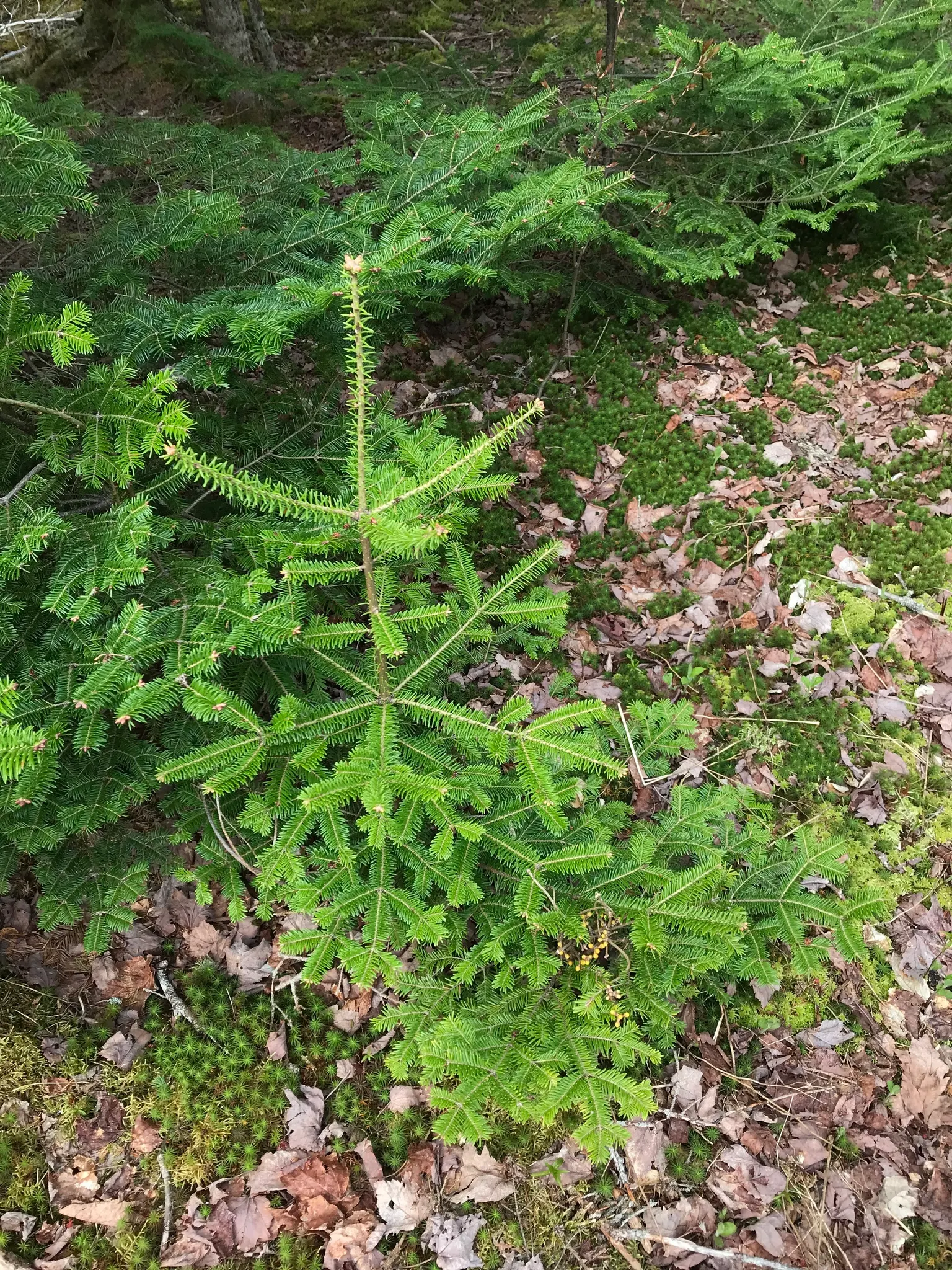 Balsam Fir (Abies Balsamea) — It is low-maintenance but should be monitored for common pests like spruce budworm and balsam woolly adelgid