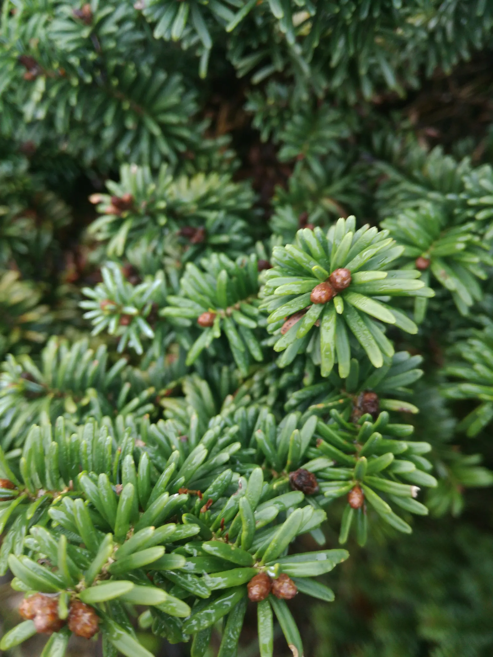 Balsam Fir (Abies Balsamea) — Keep in mind, saplings and young trees may need protection from harsh winds and heavy snowfalls