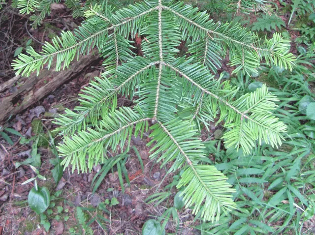 Balsam Fir (Abies Balsamea) — silvery appearance when stirred by the breeze.<br><br>For proper growth; with two white bands on the underside