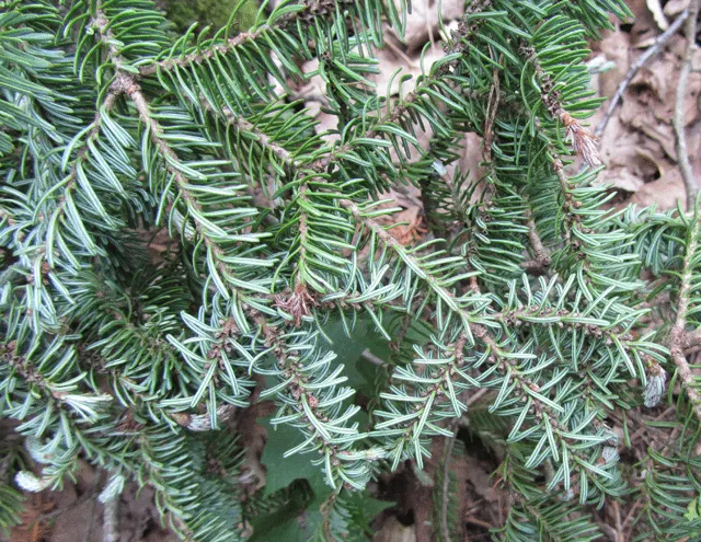 Balsam Fir (Abies Balsamea) — Renowned for its fragrant; it is low-maintenance but should be monitored for common pests like spruce budworm and balsam woolly