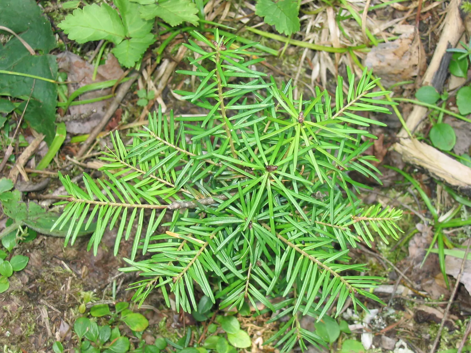 Balsam Fir (Abies Balsamea) — this coniferous tree yields resin-filled blisters on its bark and upright cones; typically reaching heights of 45 to 75 feet with
